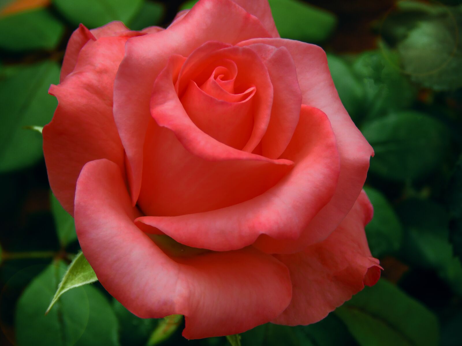 Canon PowerShot SX60 HS sample photo. Rose, flowers, closeup photography