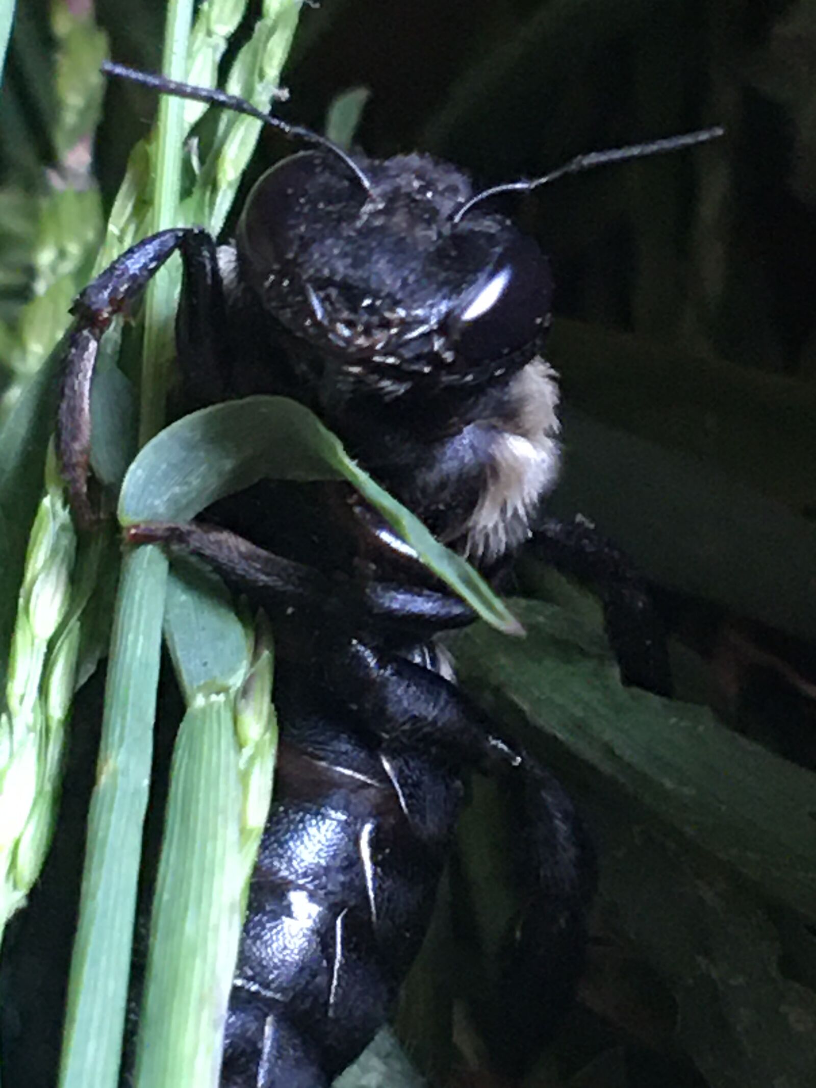 iPhone 6s Plus back camera 4.15mm f/2.2 sample photo. Carpenter bee, nature, insect photography