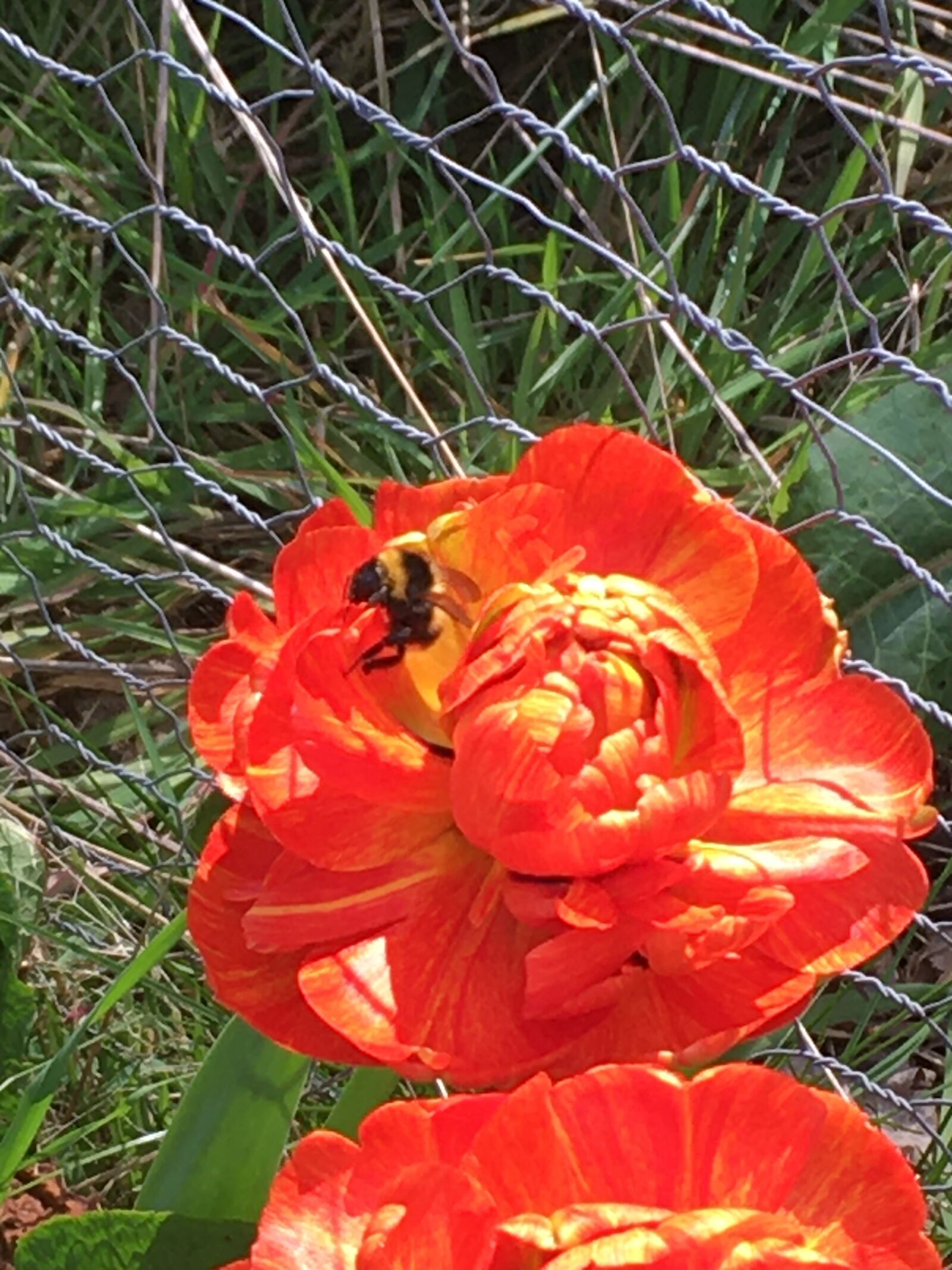 Apple iPhone SE sample photo. Poppy, red, nature photography