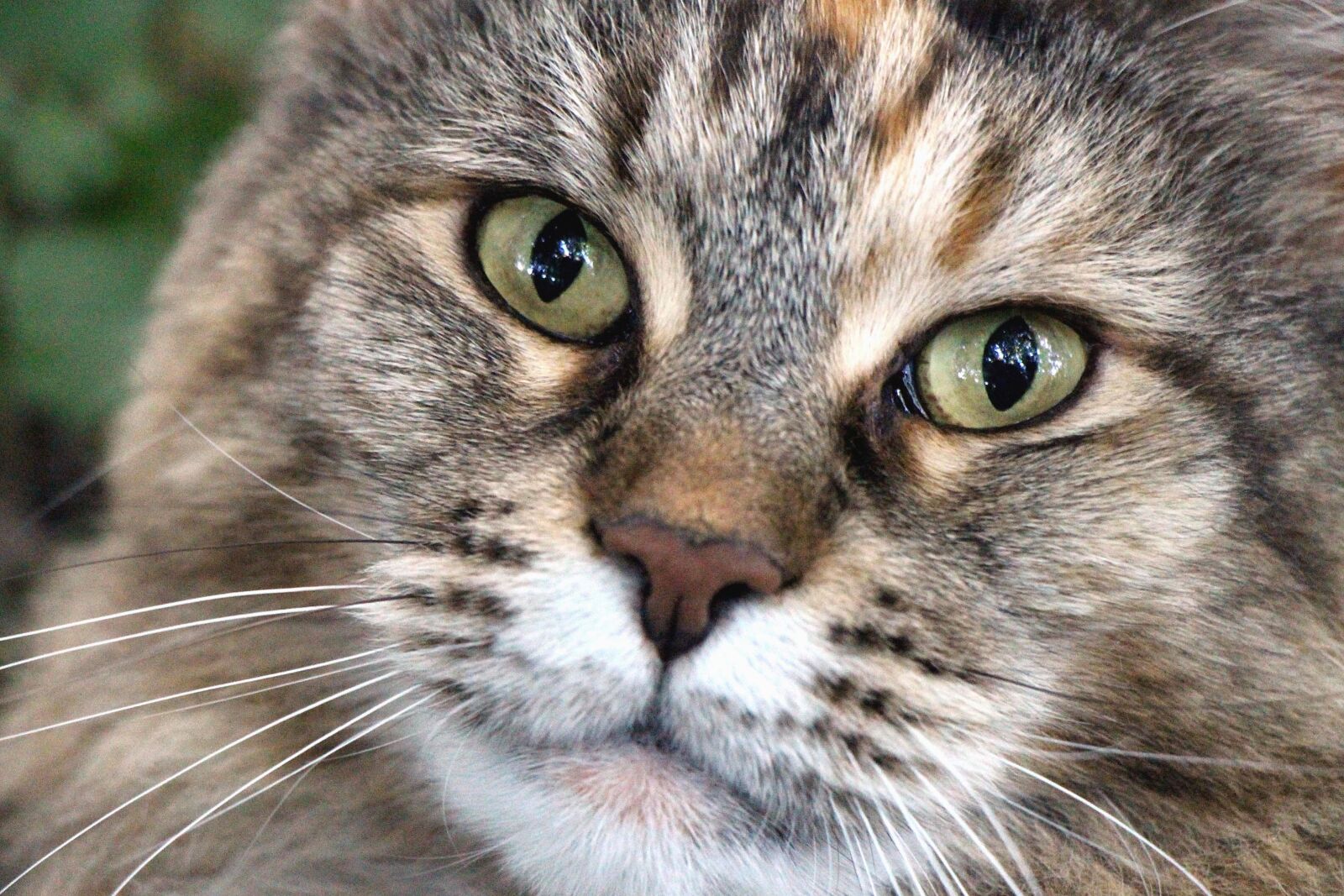 Canon EOS 700D (EOS Rebel T5i / EOS Kiss X7i) sample photo. Cat, animal, kitten, fur photography
