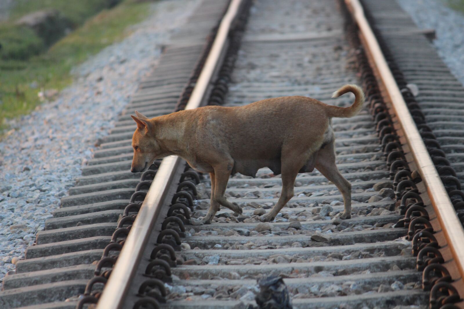 Canon EOS 700D (EOS Rebel T5i / EOS Kiss X7i) sample photo. Track, road, travel photography