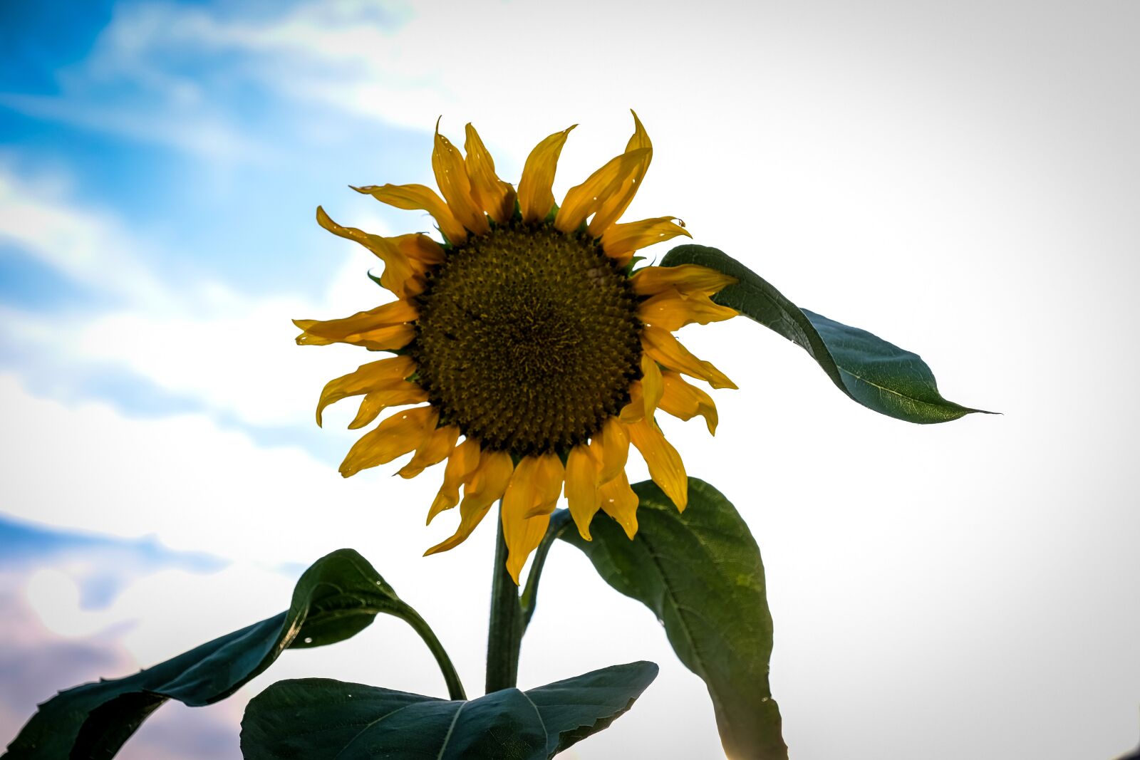Fujifilm X-T2 sample photo. Sunflower, blossom, bloom photography