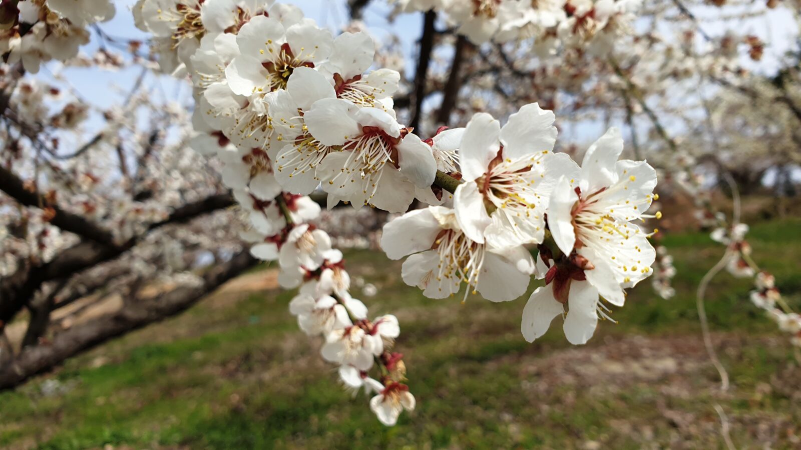 Samsung Galaxy Note9 sample photo. Pium, flowers, spring photography