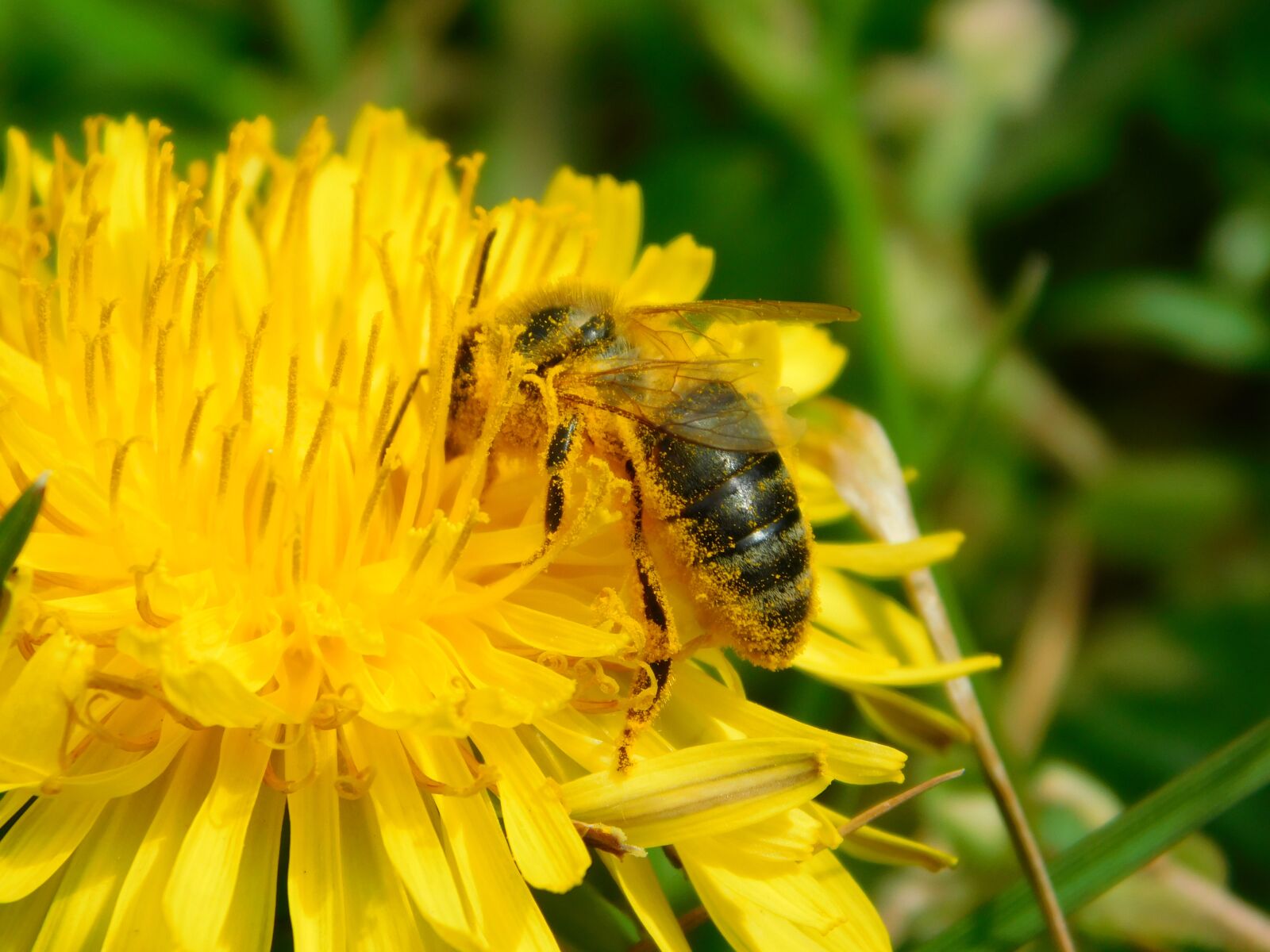 Nikon Coolpix B500 sample photo. Pollination, bee, pollen photography
