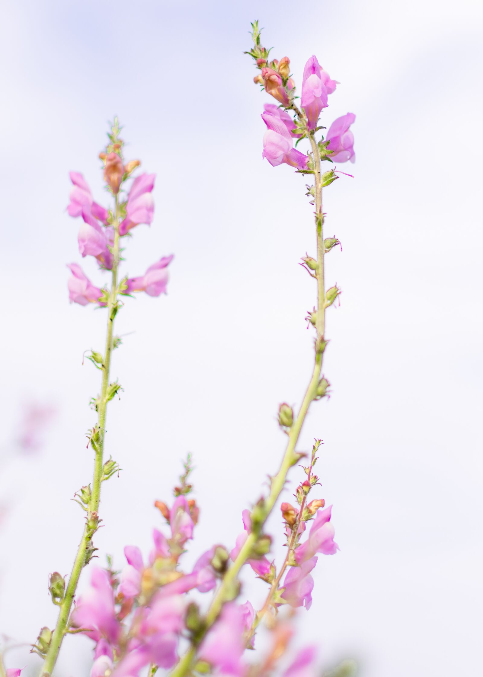 Nikon D3300 sample photo. Flower, field, nature photography