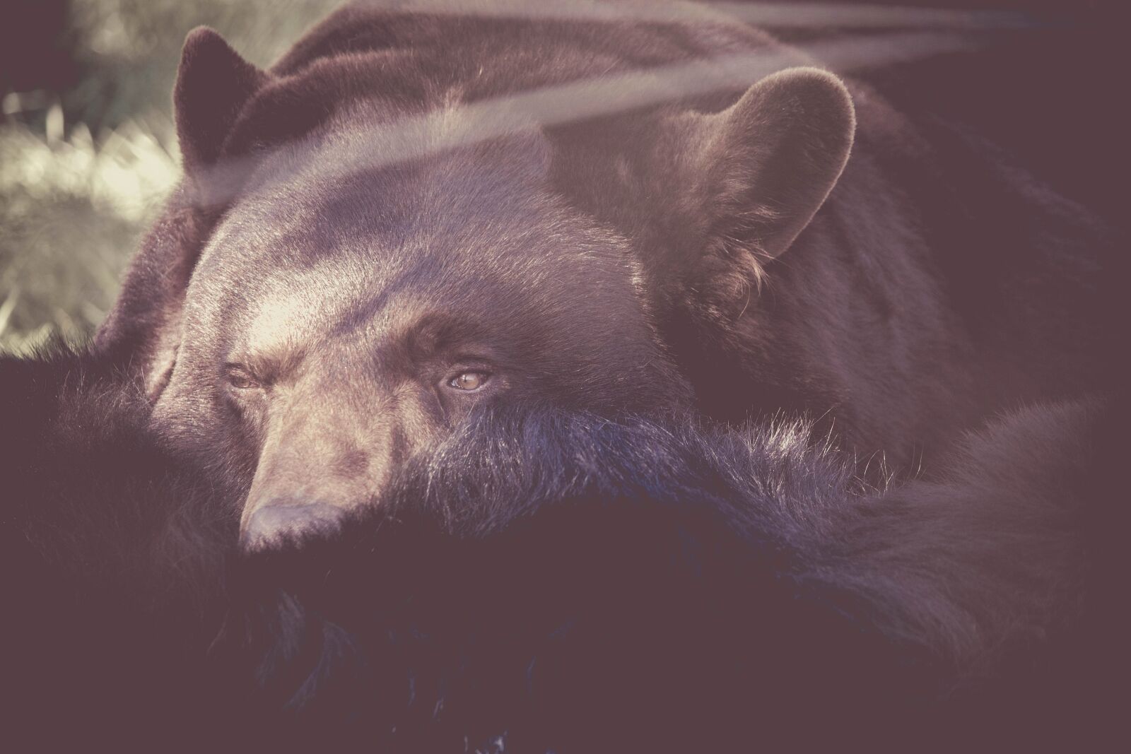 Nikon D5200 sample photo. Bear, wild, animal, black photography
