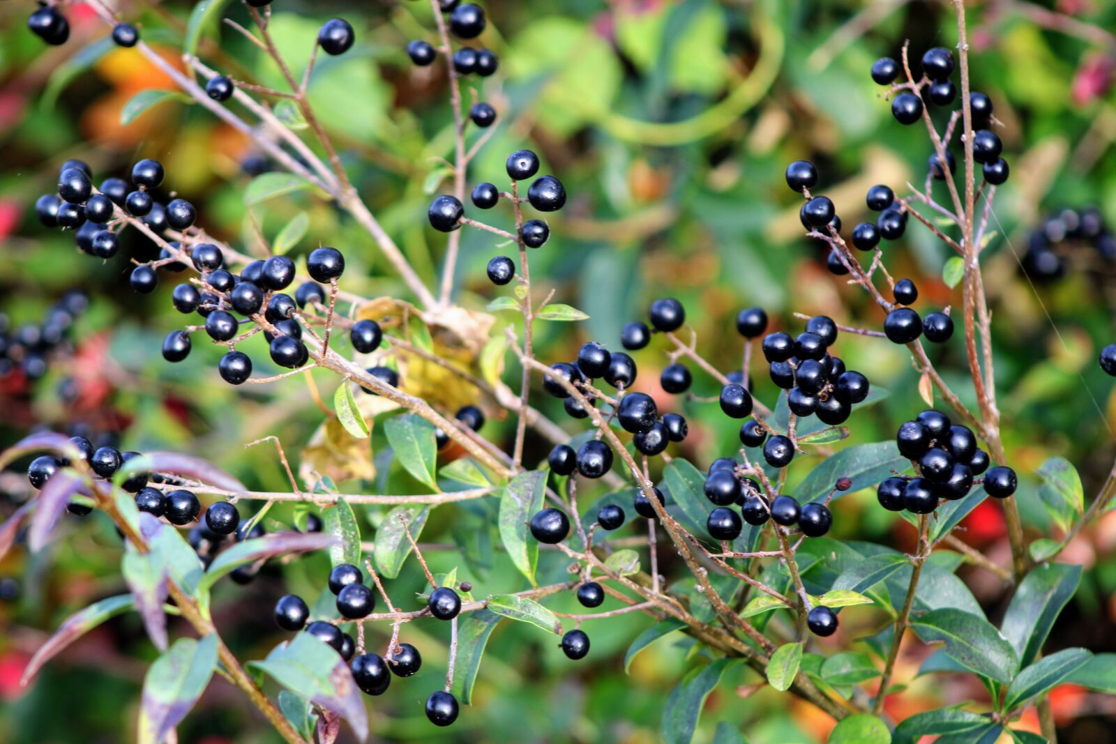 Canon EOS 2000D (EOS Rebel T7 / EOS Kiss X90 / EOS 1500D) sample photo. Privet, bush, autumn photography