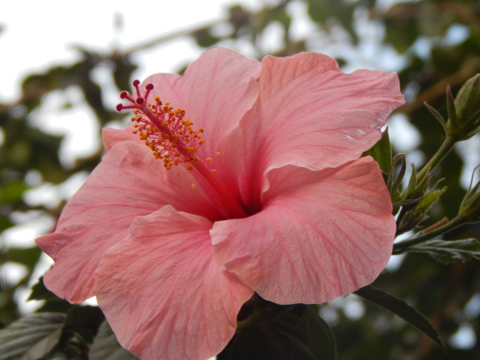 Nikon Coolpix L820 sample photo. Ibisco, ibisco pink, pink photography