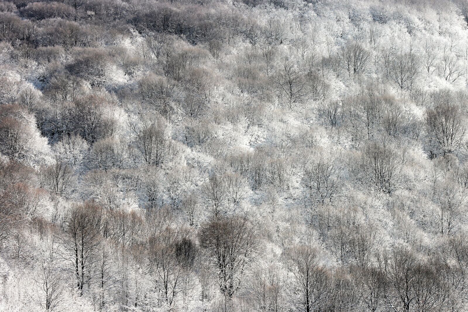 Canon EF75-300mm f/4-5.6 sample photo. Sample, structure, background photography