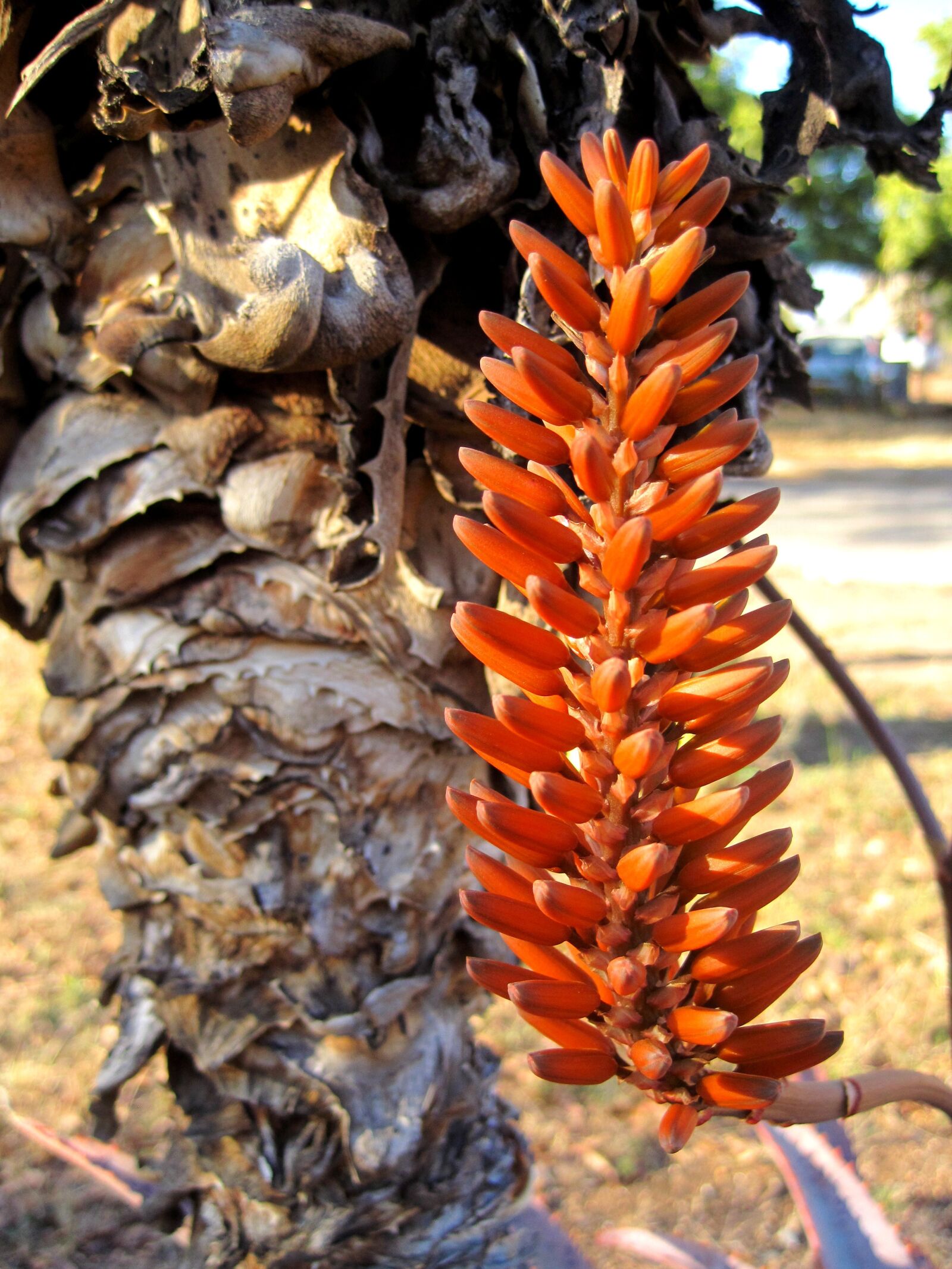 Canon PowerShot SD1200 IS (Digital IXUS 95 IS / IXY Digital 110 IS) sample photo. Plant, aloe flower, bloom photography