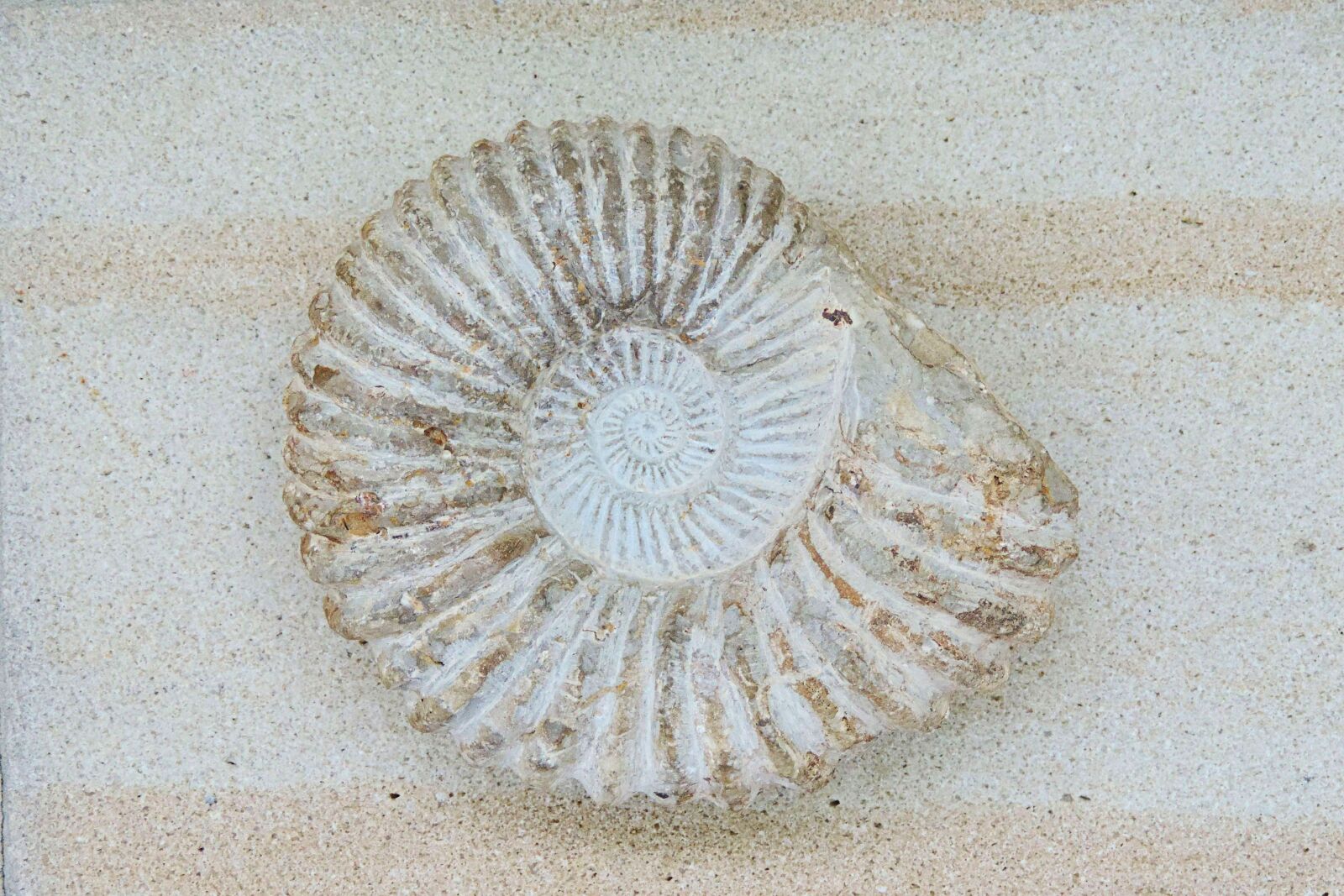Nikon Coolpix P520 sample photo. Ammonit, petrification, prehistoric times photography