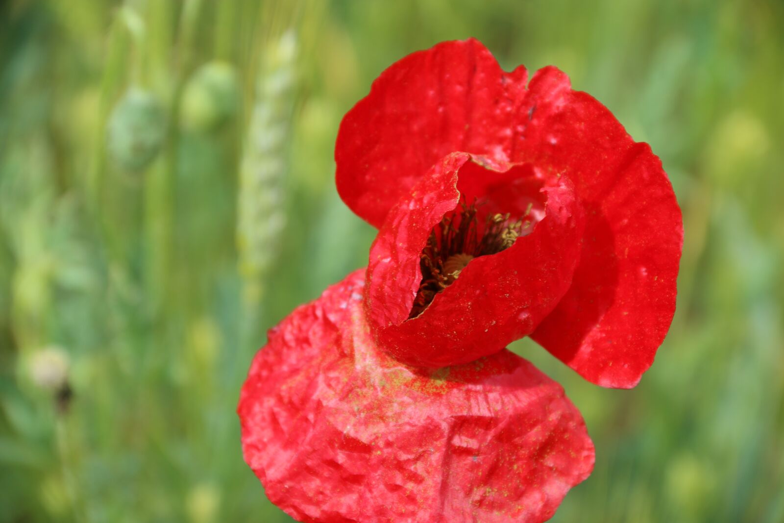 Canon EF-S 18-135mm F3.5-5.6 IS sample photo. Papaver rhoeas, flower, plant photography
