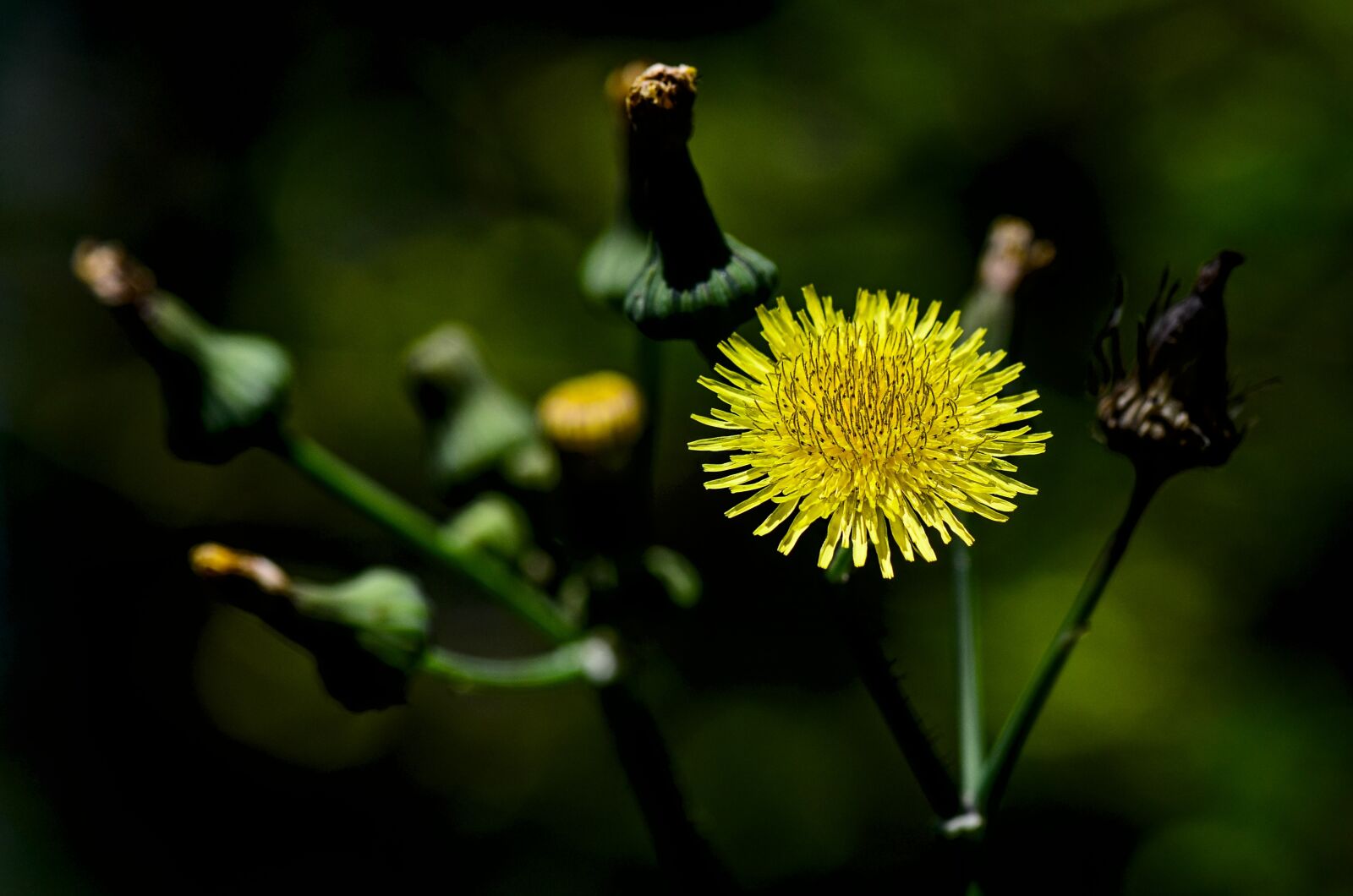 Nikon D7000 sample photo. Autumn, dandelion, nature photography