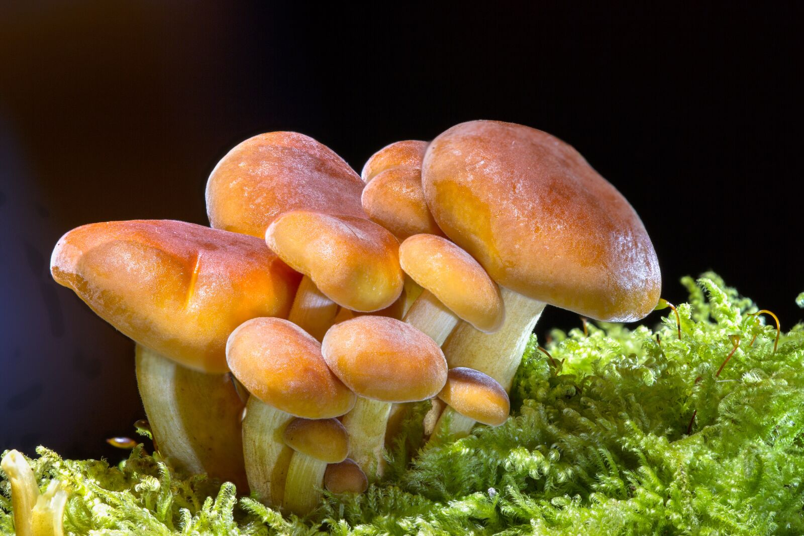 Canon EOS 7D sample photo. Mushroom, sponge, mini mushroom photography