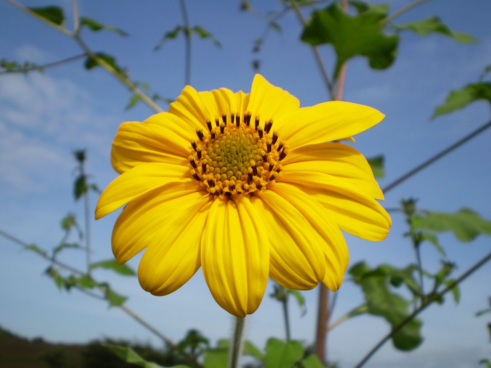 Olympus FE210,X775 sample photo. Yellow flower, tomorrow, field photography