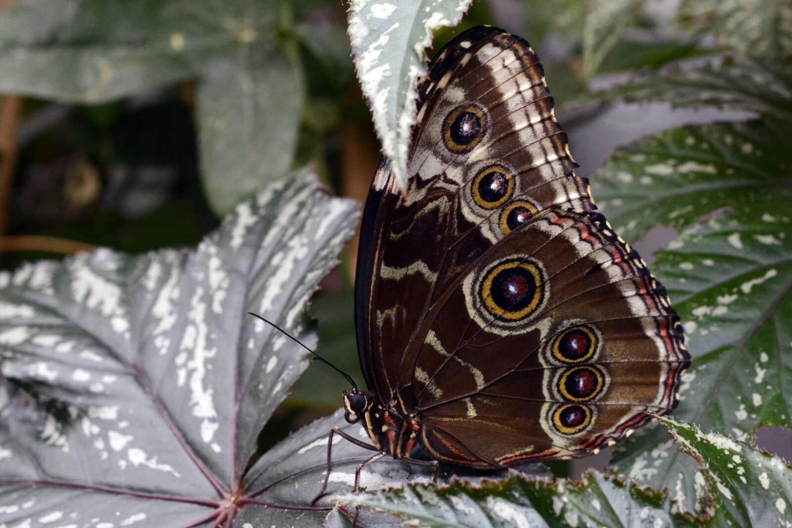 Nikon D7100 sample photo. Butterfly, insect, wing photography