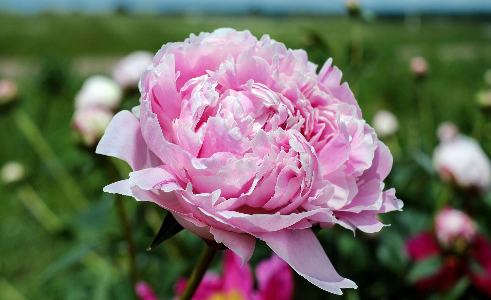 Fujifilm X-T10 + Fujifilm XF 35mm F1.4 R sample photo. Peony, flower, blossom photography