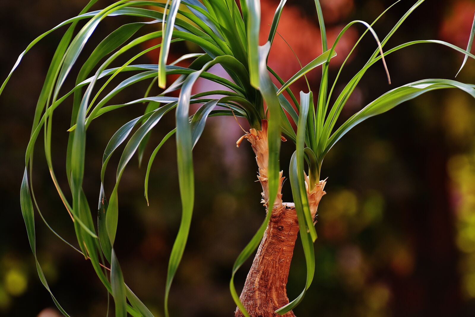 Nikon D7200 sample photo. Ponytail plant, beaucarnea guatemalensis photography