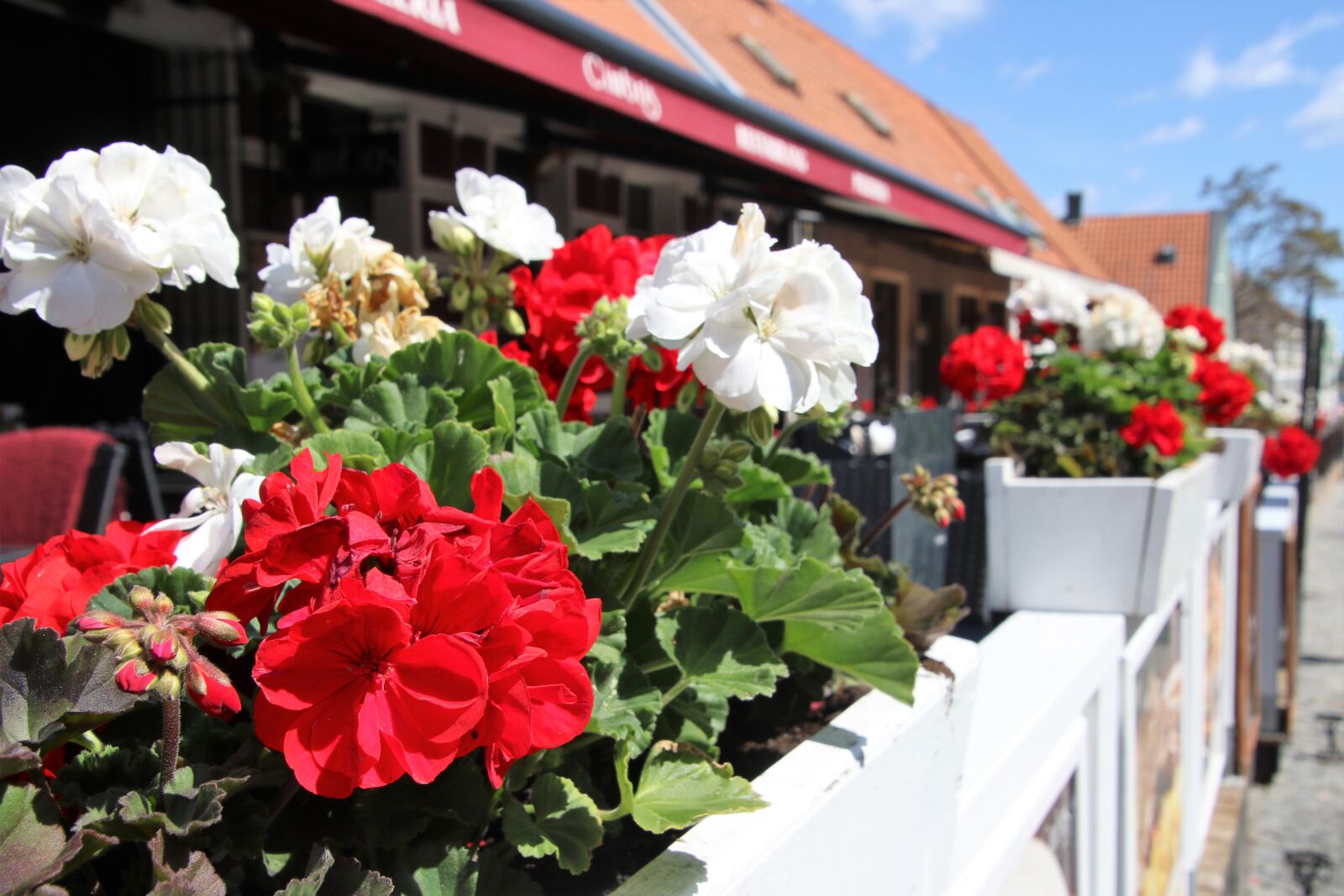 Canon EOS 7D Mark II sample photo. Cafe, flower, bed, flower photography