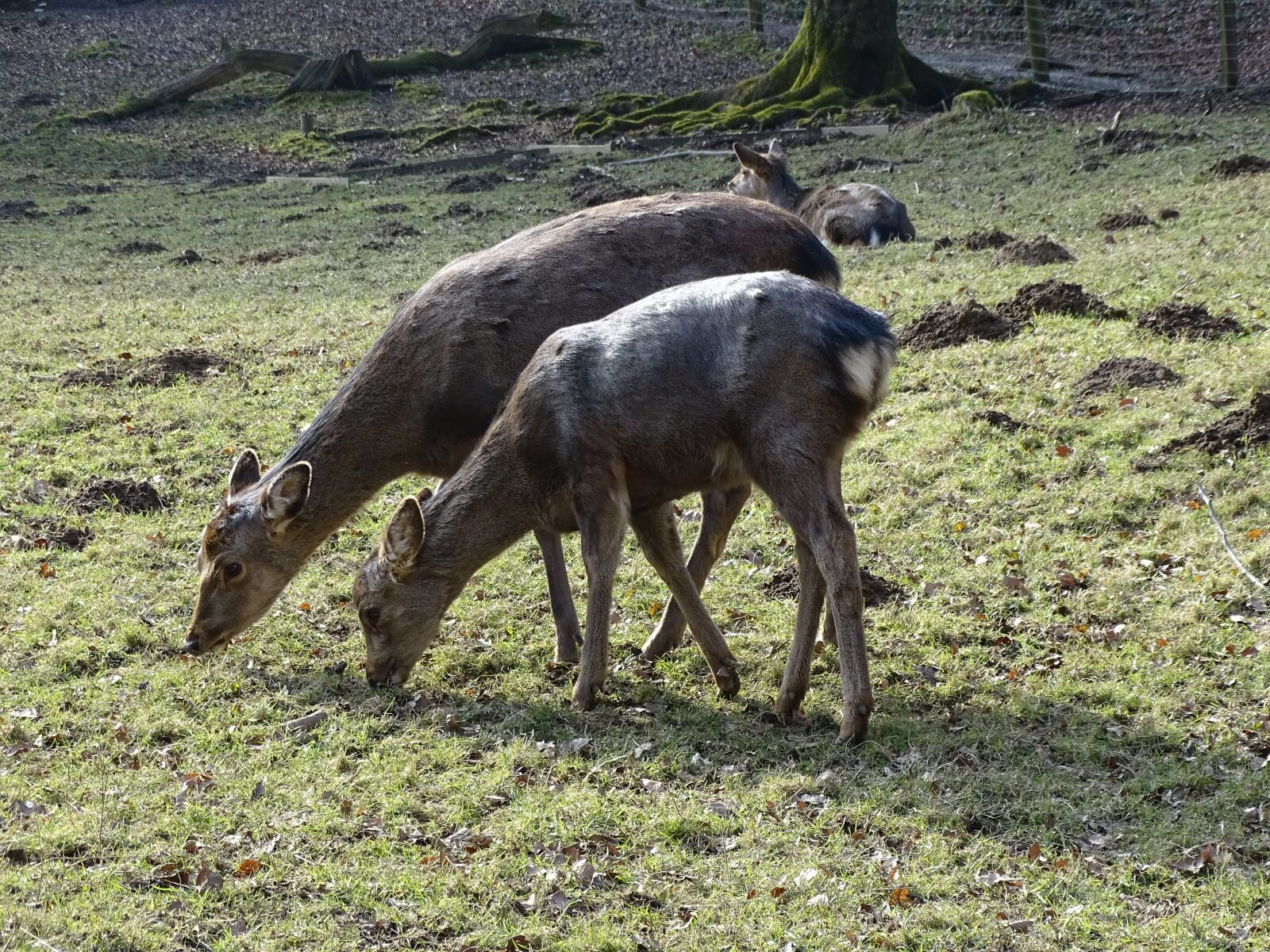 Sony Cyber-shot DSC-HX400V sample photo. Deer, wildlife park, free photography