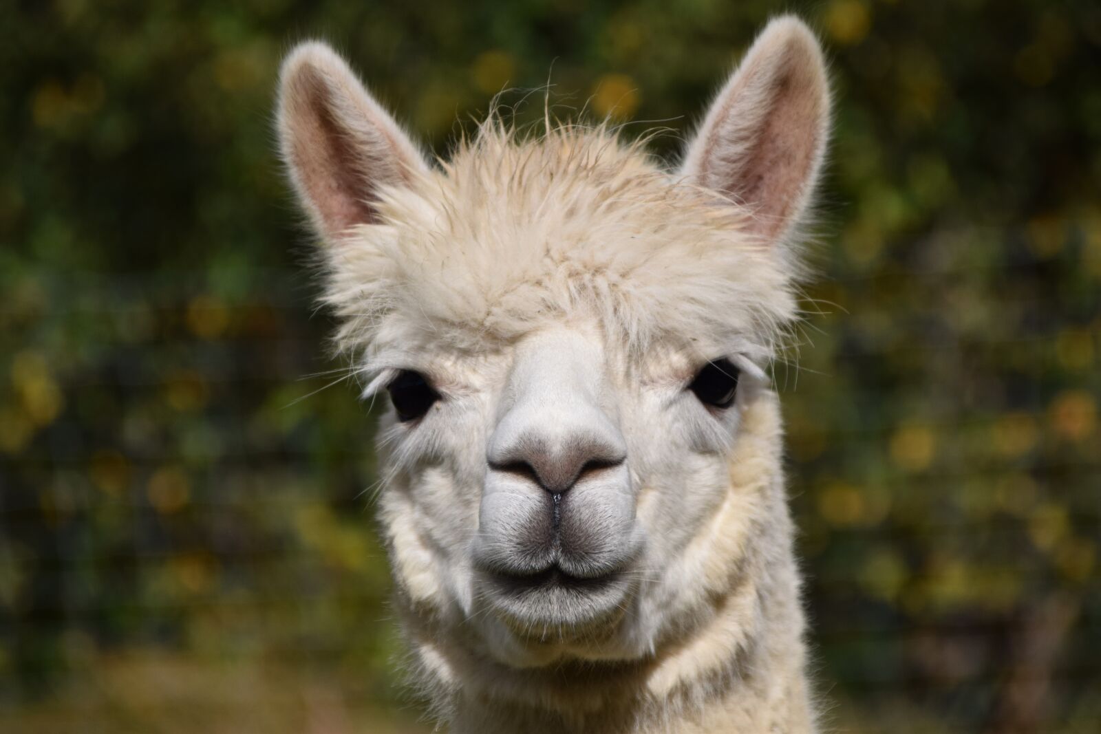 Nikon D3300 sample photo. Alpaca, head, animal photography