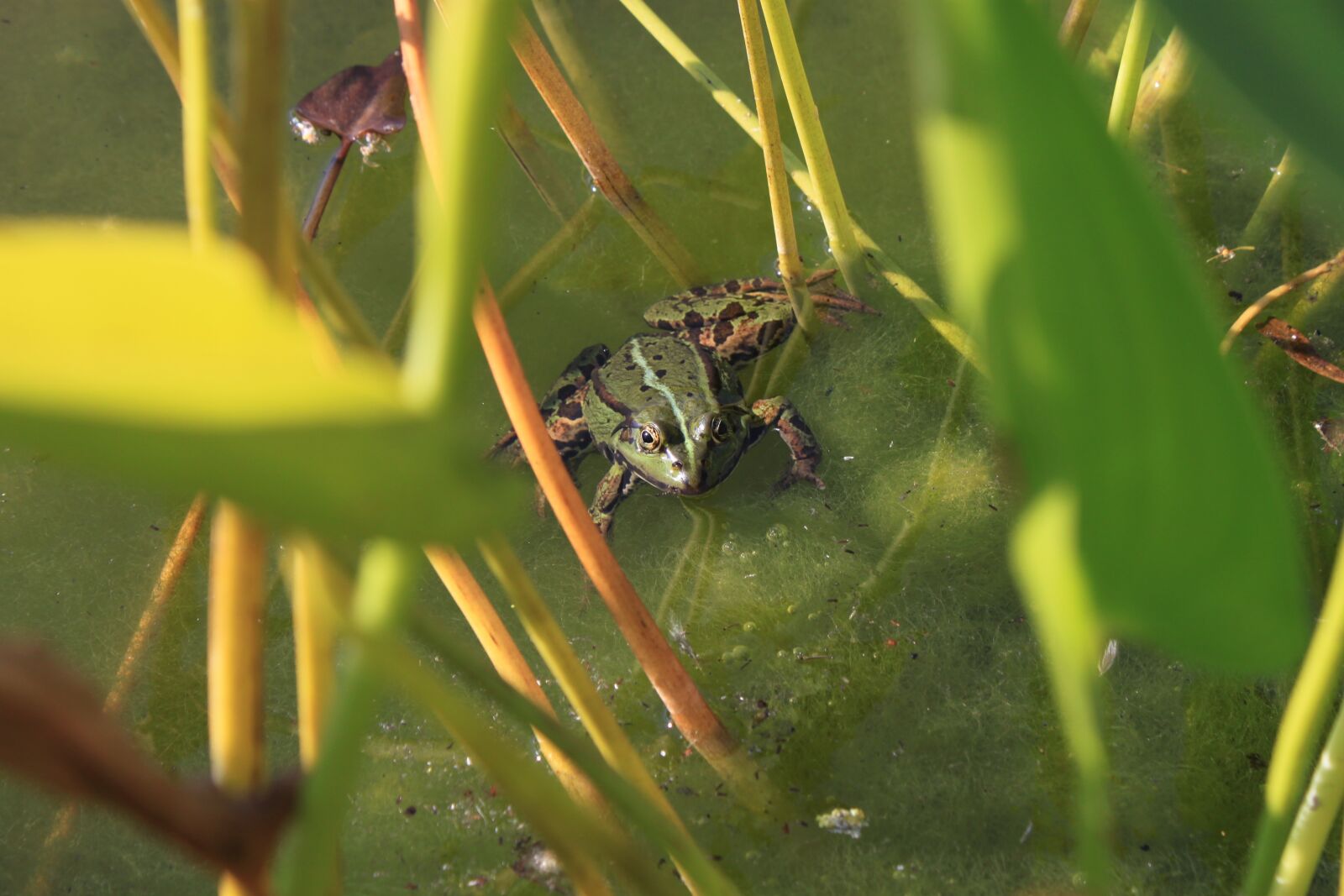 Canon EOS 500D (EOS Rebel T1i / EOS Kiss X3) sample photo. Frog, green, animal photography