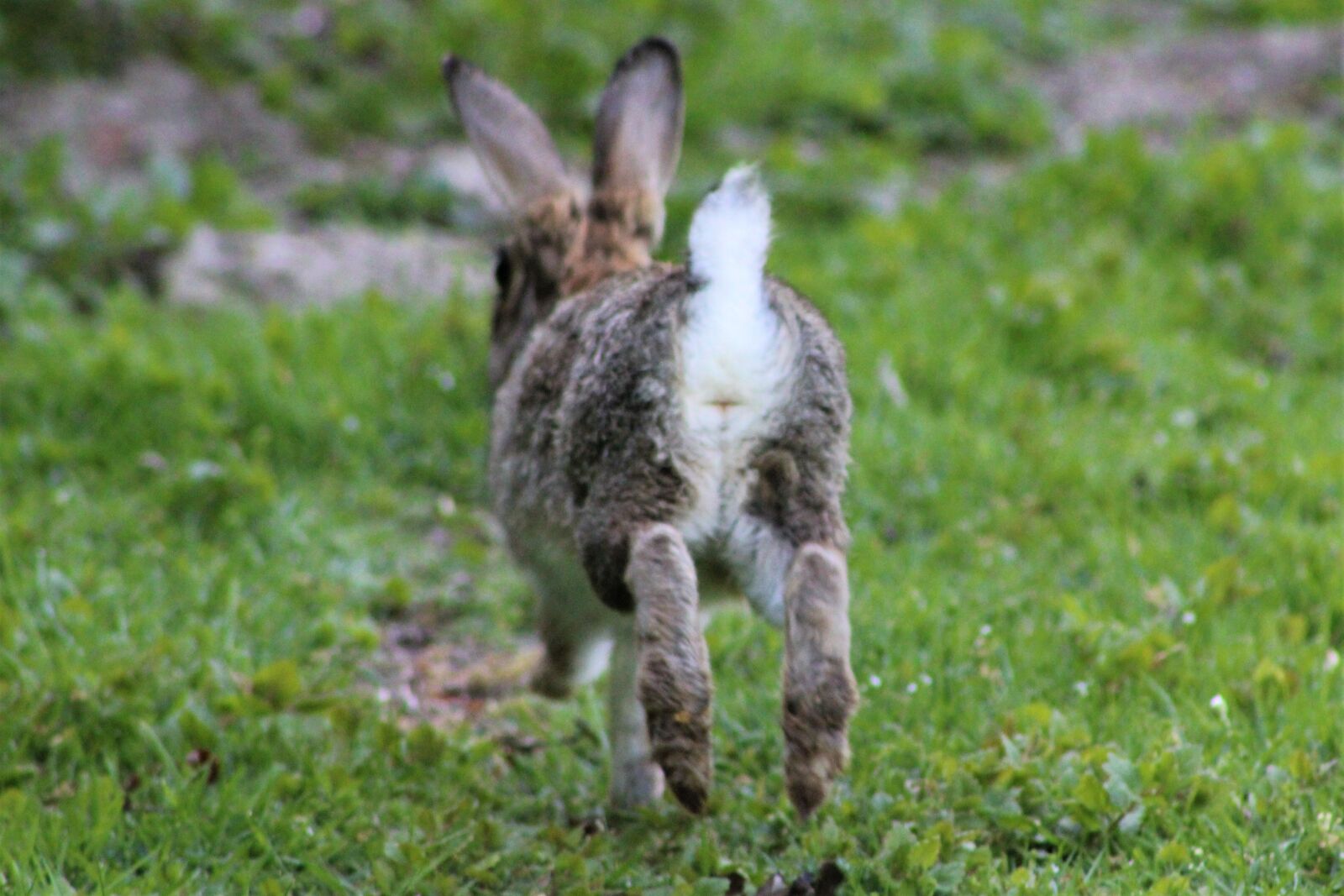 Canon EF75-300mm f/4-5.6 sample photo. Hare, rabbit, easter photography