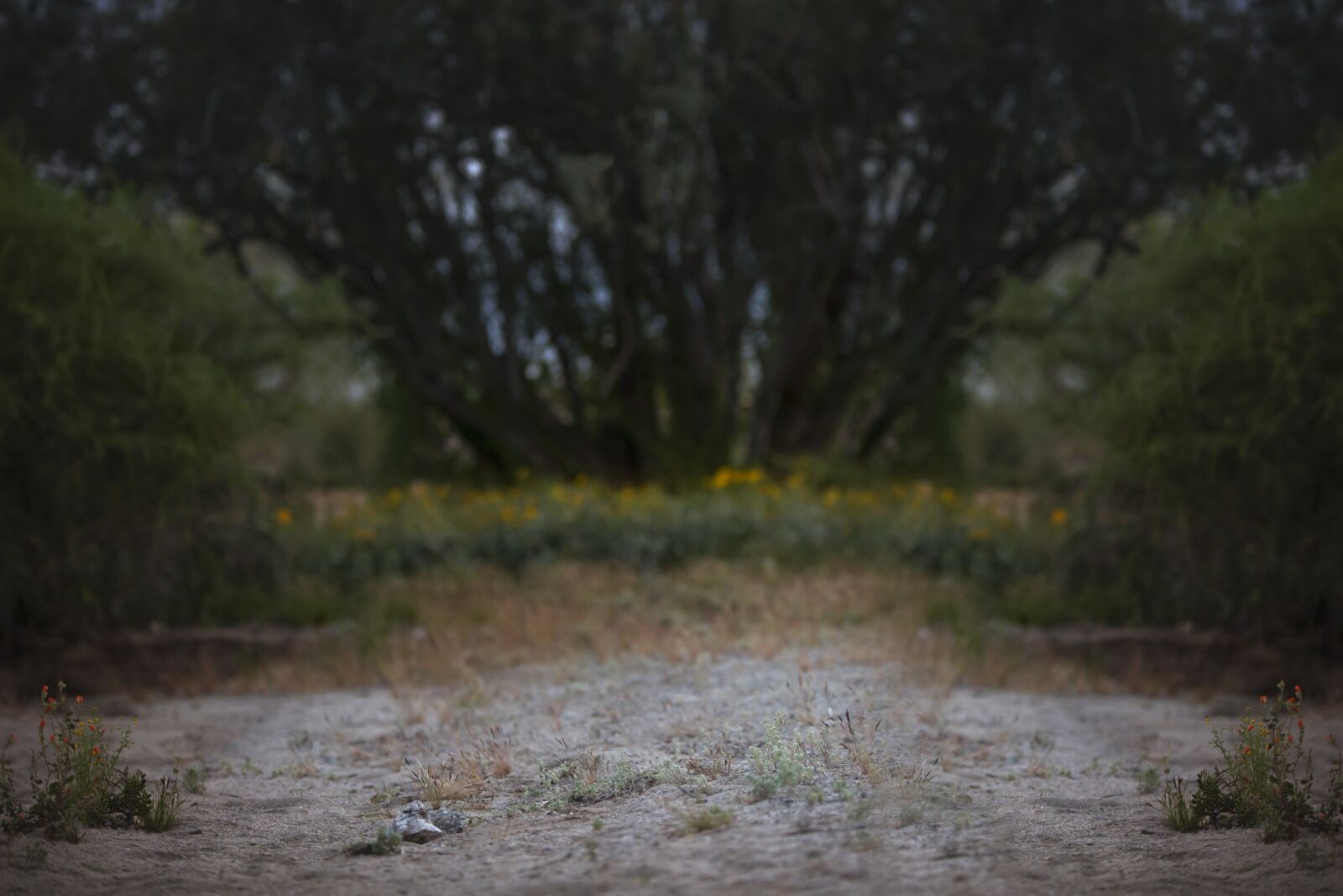 Canon EOS 5D Mark III sample photo. Sand, nature, summer photography