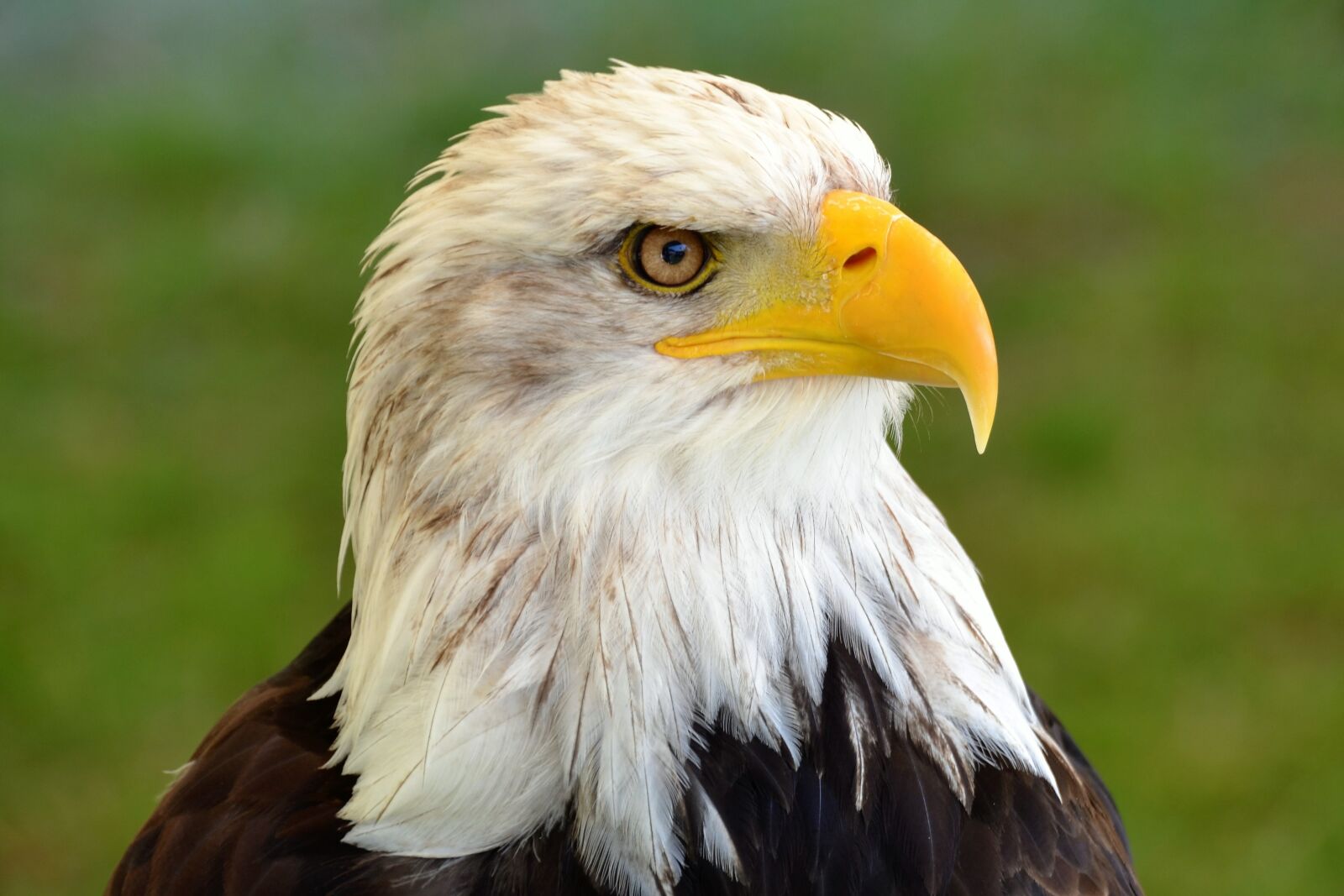 Nikon D3100 sample photo. Bald eagle, adler, nature photography