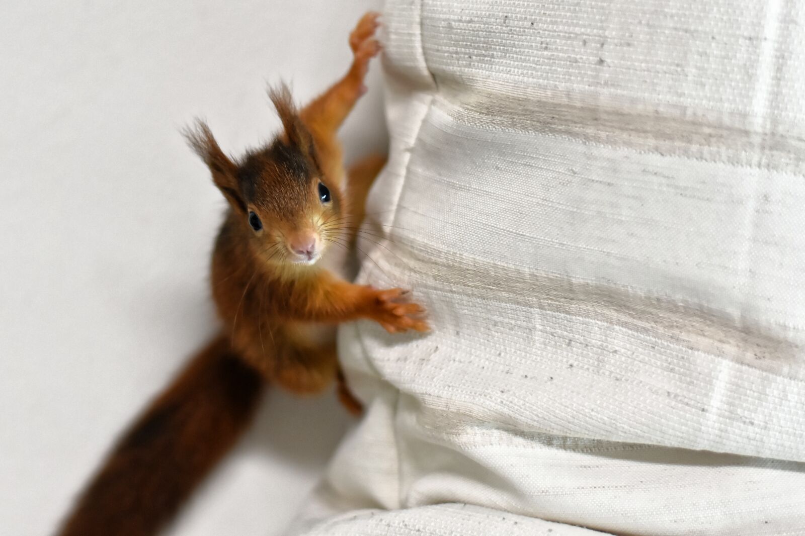 Nikon D7200 sample photo. Squirrel, young animal, small photography