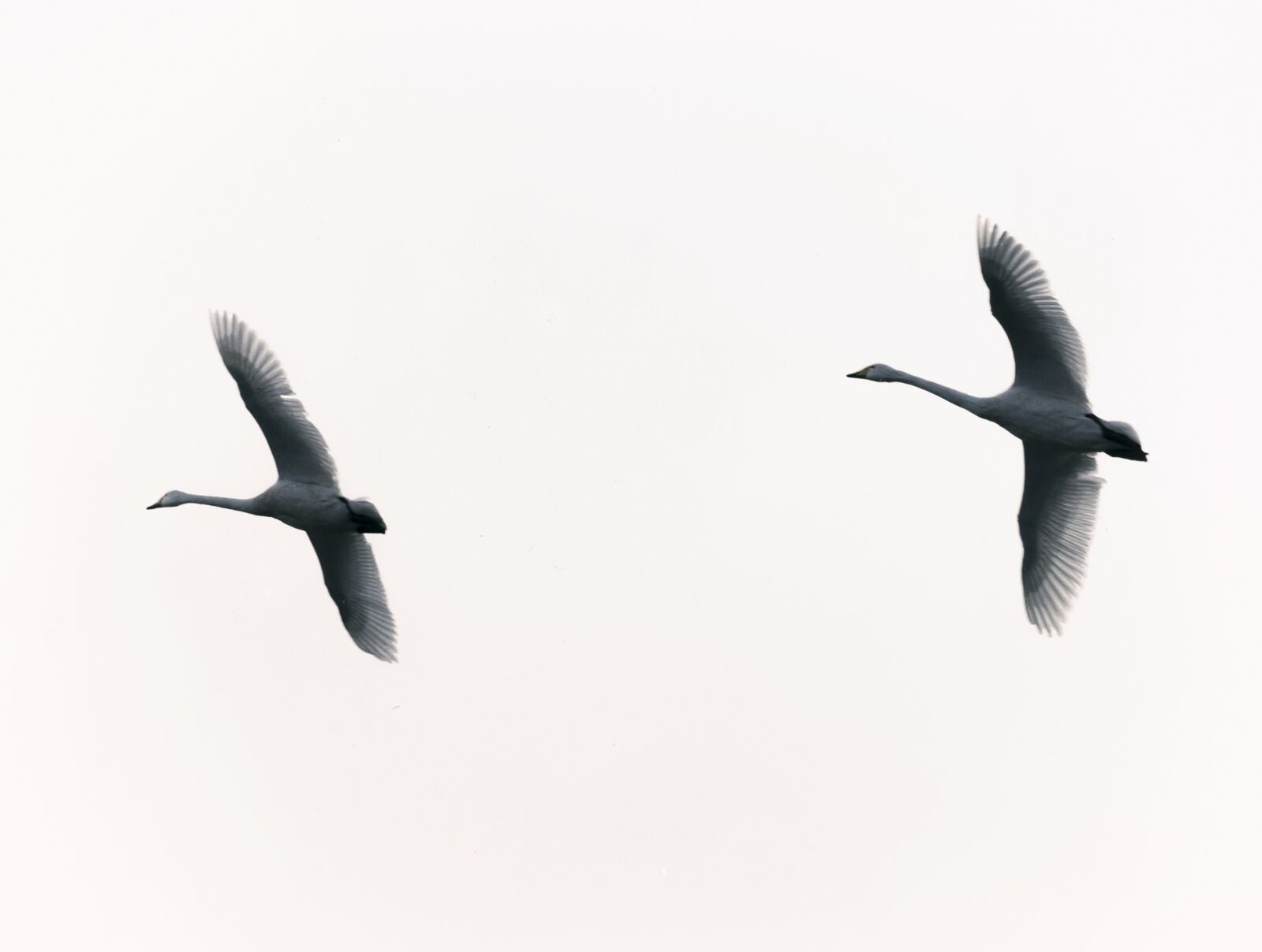 Nikon D750 sample photo. Sanmenxia city, swan sanmenxia photography