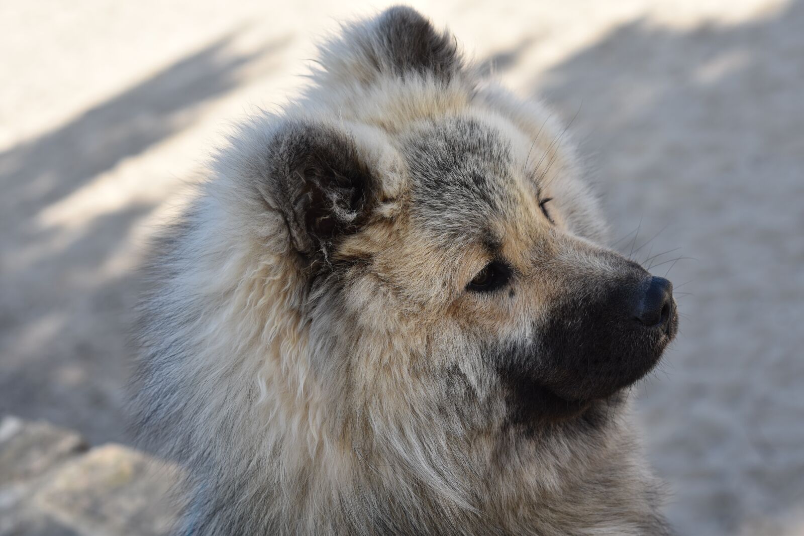 Nikon D5600 sample photo. Dog, dog eurasier, eurasier photography