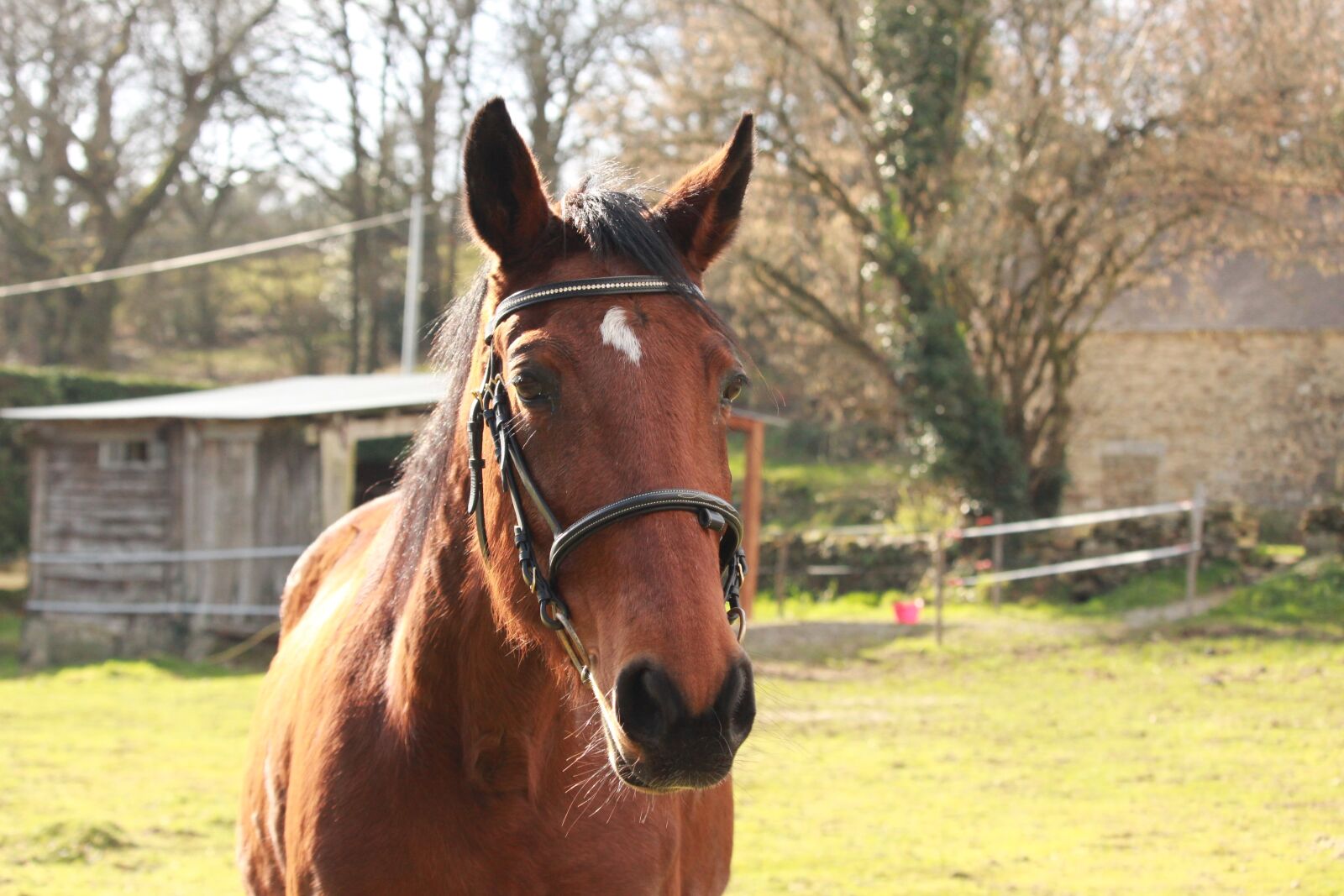 Canon EOS 1200D (EOS Rebel T5 / EOS Kiss X70 / EOS Hi) sample photo. Horses, trotter, brown photography
