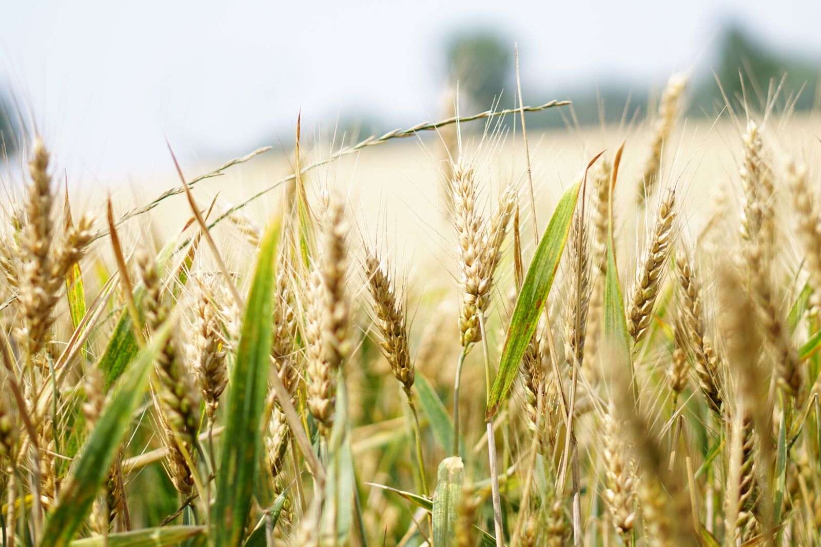 E 50mm F1.8 OSS sample photo. Wheat, wheat field, cornfield photography