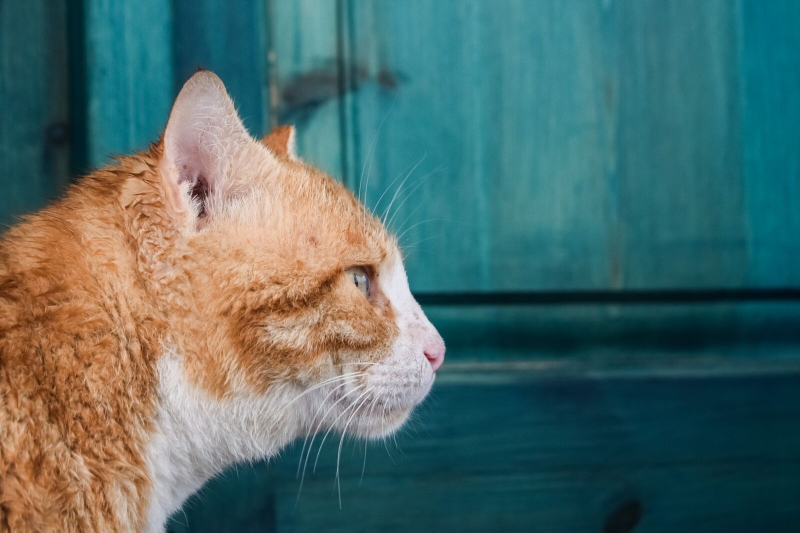 Nikon D3300 sample photo. Cat, stray, red photography