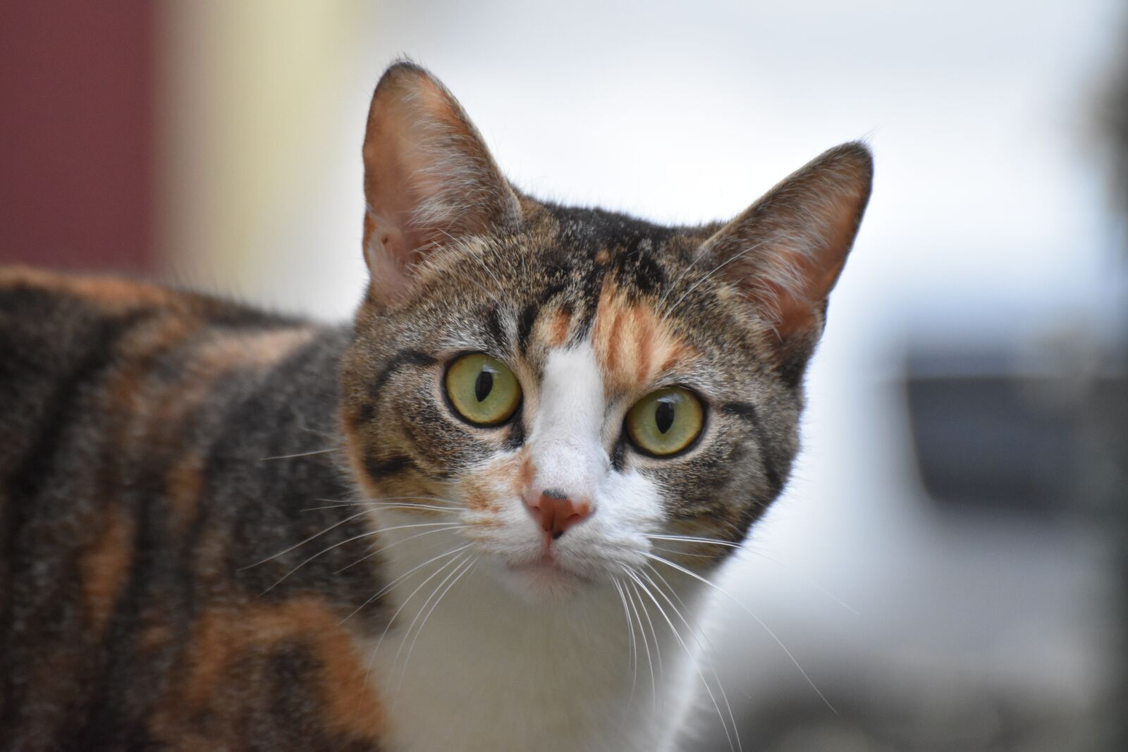 Nikon D7200 sample photo. Domestic animal, animal photography