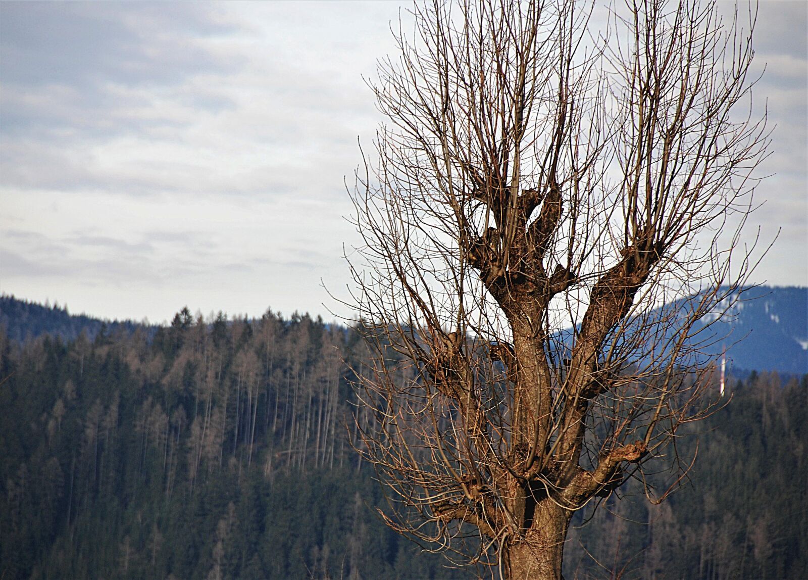 Nikon D80 sample photo. Tree, kahl, wood photography