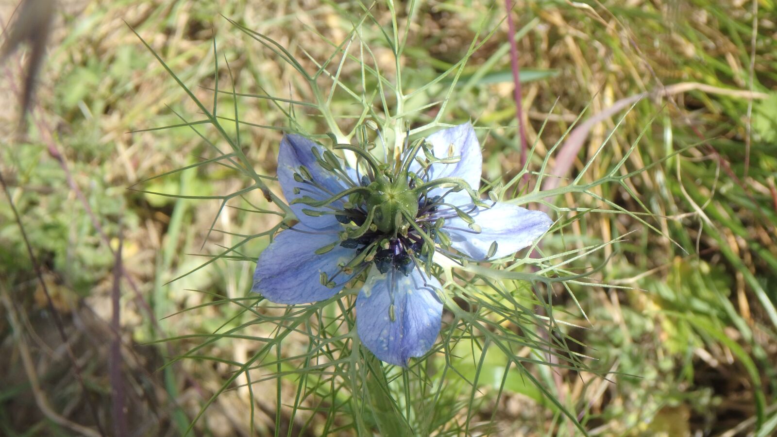 Olympus TG-860 sample photo. Flower, blue, meadow photography
