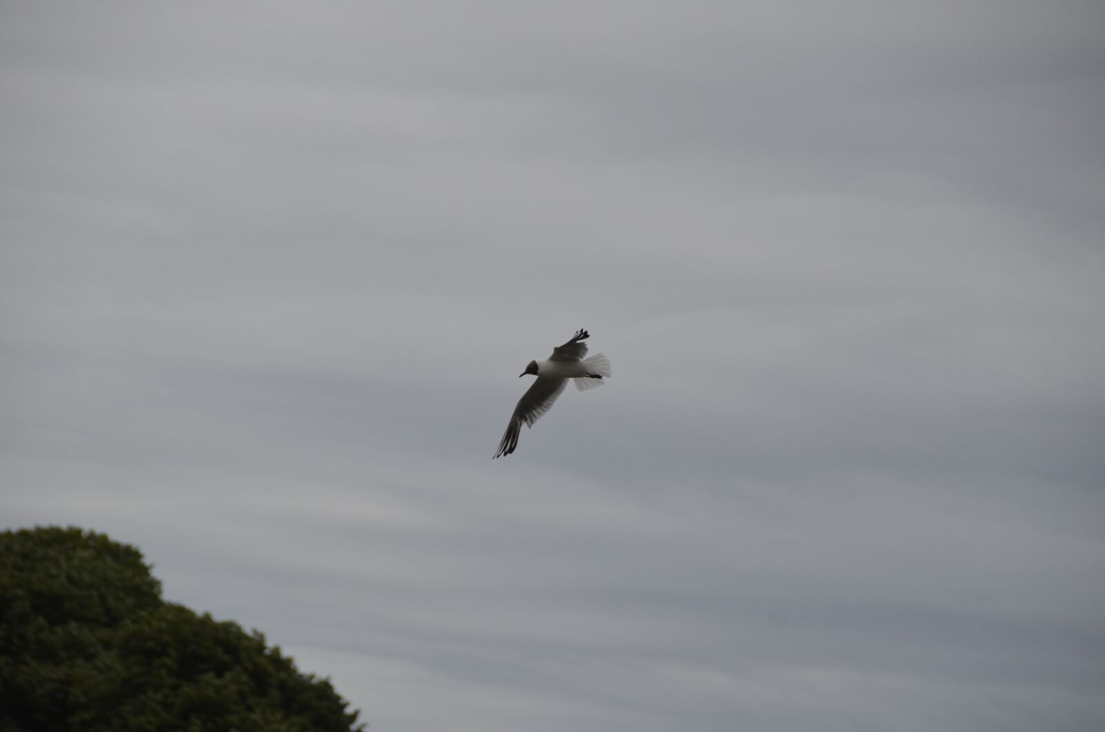 Nikon D5100 sample photo. Seagull, flying, bird photography