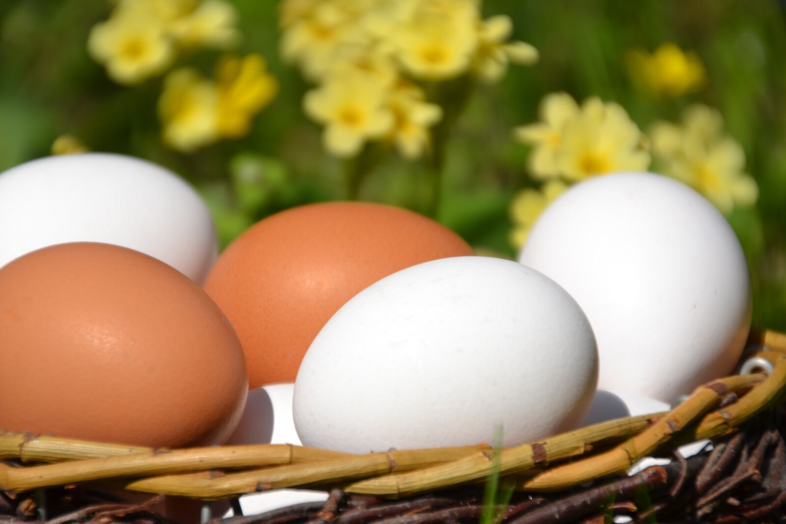 Nikon D3100 sample photo. Egg, white, brown photography