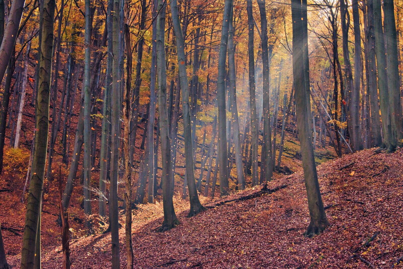 Nikon D5600 sample photo. Autumn, forest, nature photography