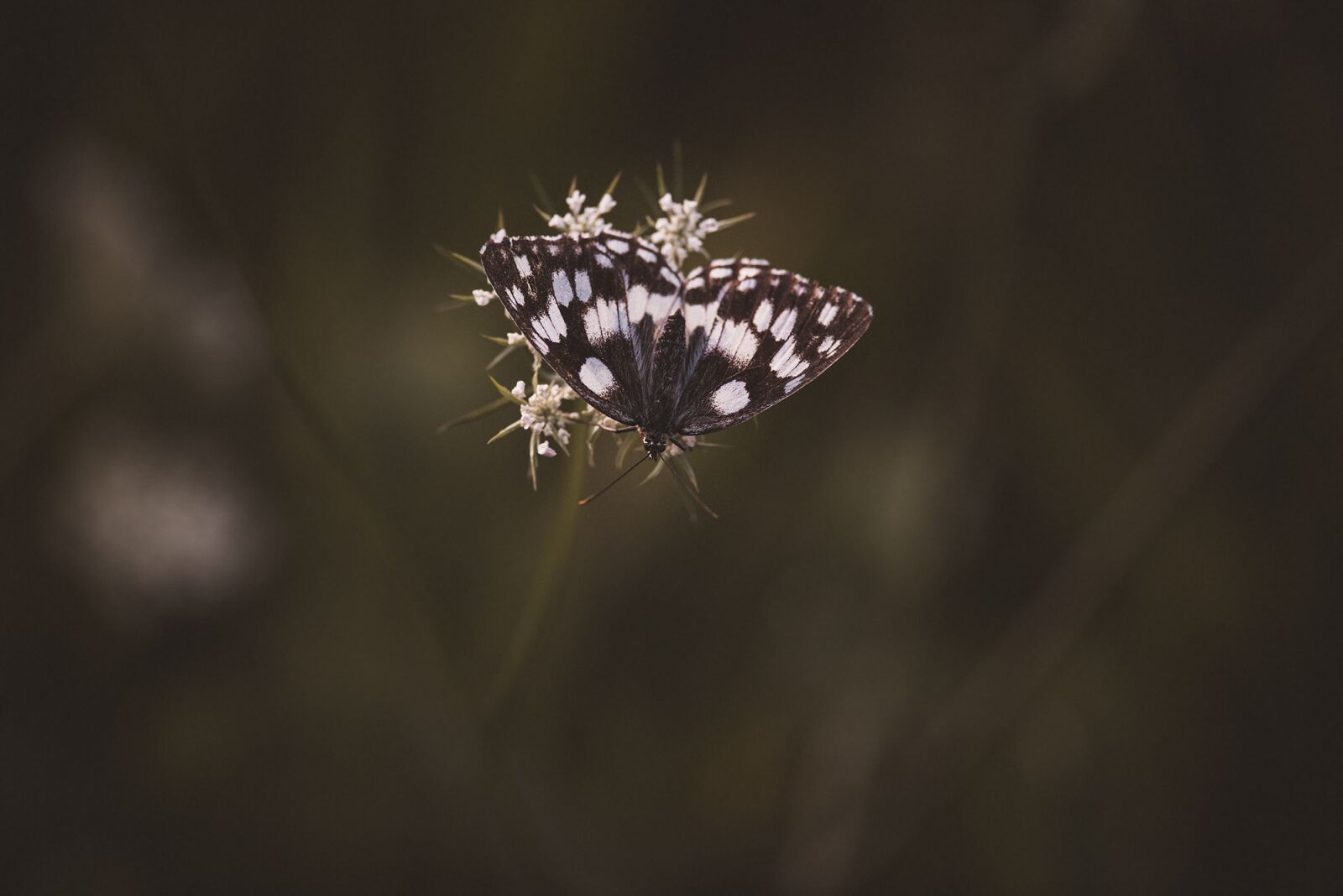 Nikon D750 sample photo. Butterfly, chess board, checkerboard-butterfly photography