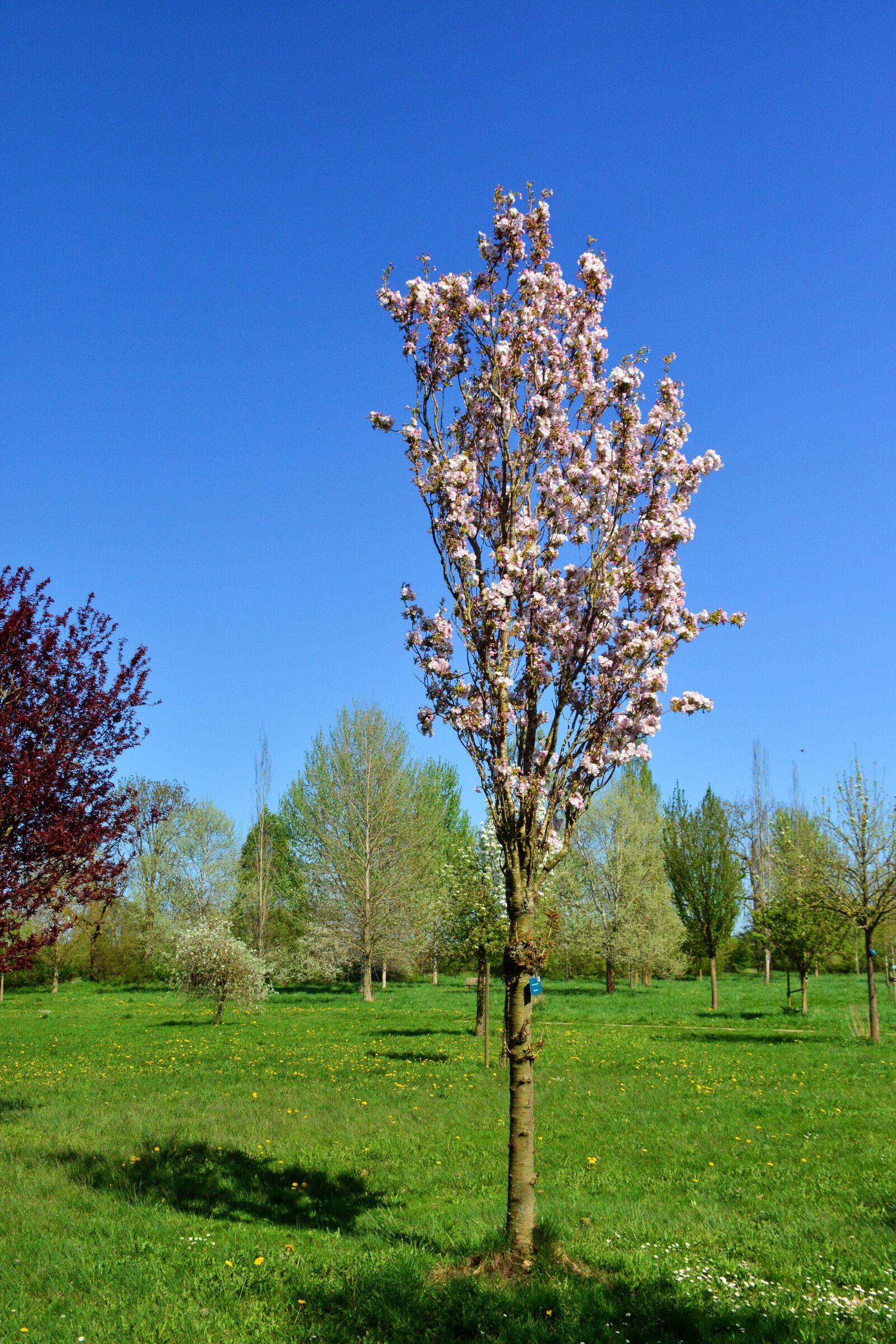 Nikon D5200 sample photo. Cherry tree, tree, blossom photography