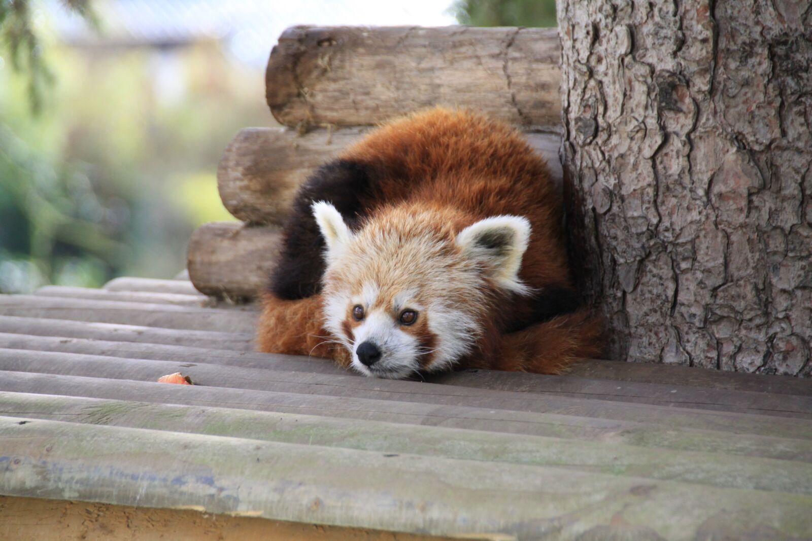 Canon EOS 50D sample photo. Panda, park, zoo photography