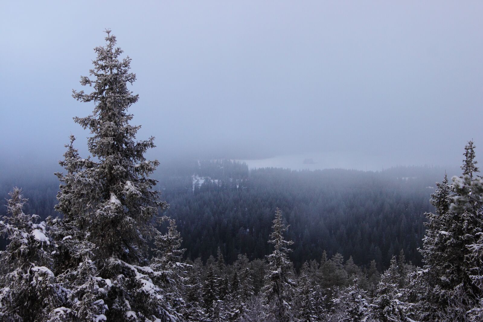 Canon EOS 500D (EOS Rebel T1i / EOS Kiss X3) sample photo. Winter, christmas tree, snow photography