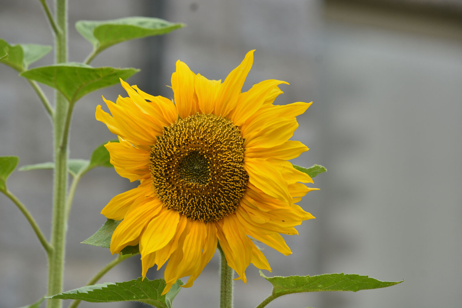 Nikon D5200 sample photo. Botanique, ete, fleur, flore photography