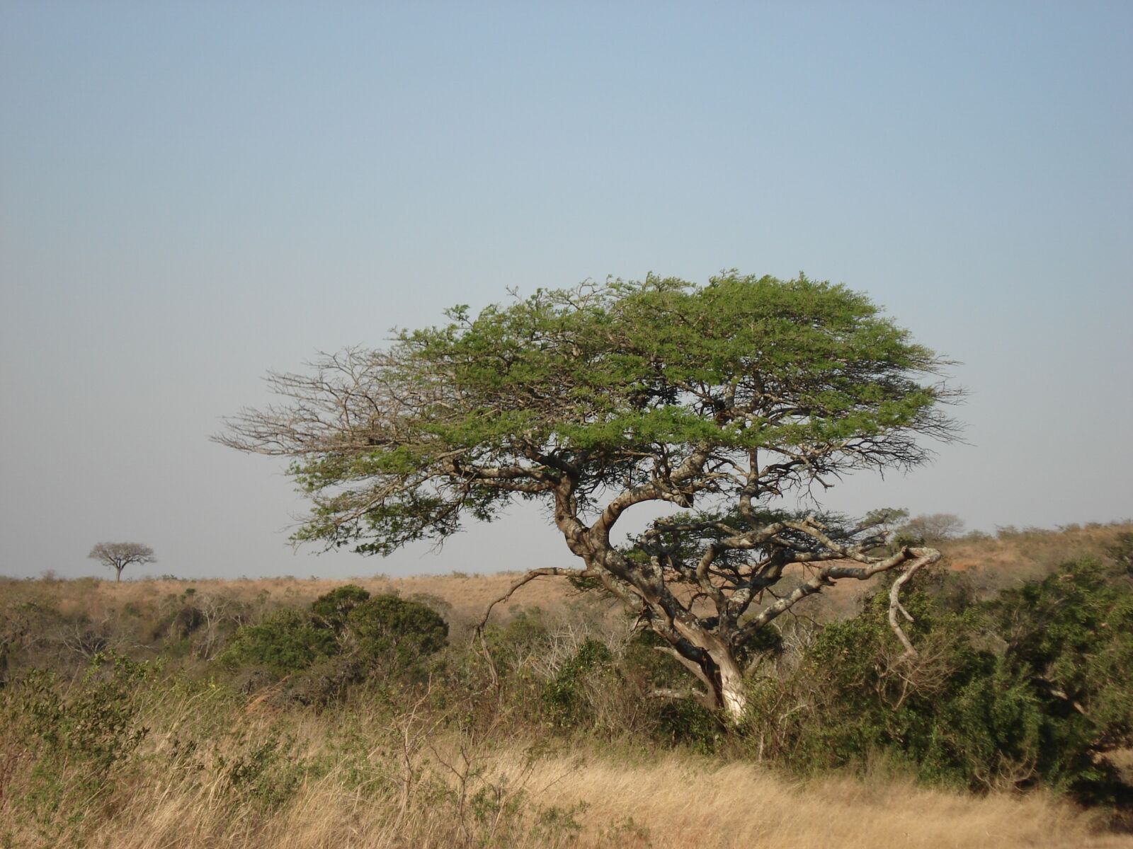 Sony DSC-W30 sample photo. Tree, nature, africa photography