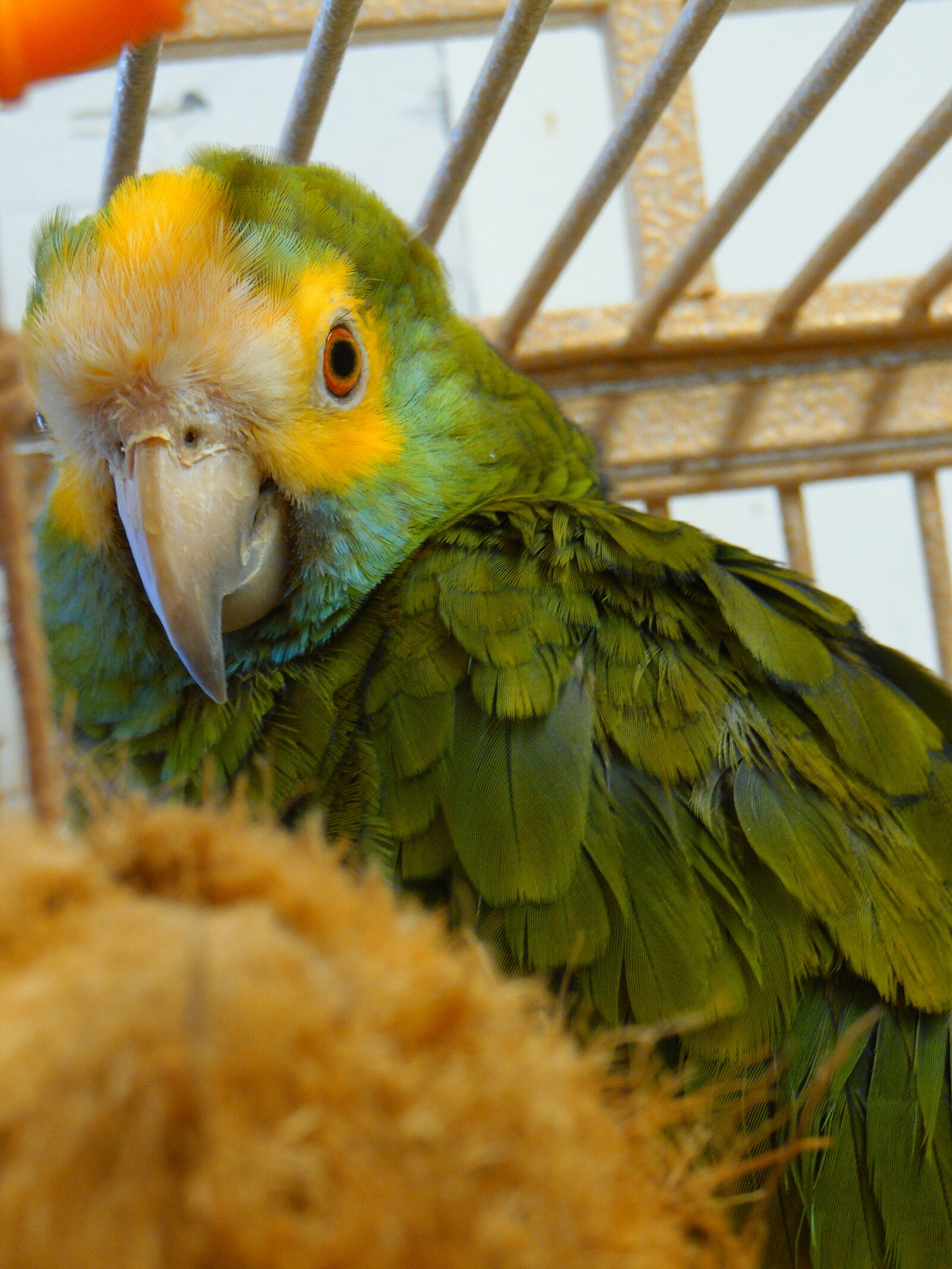 Samsung WB2200F sample photo. Amazon, parrot, yellow, shoulder photography