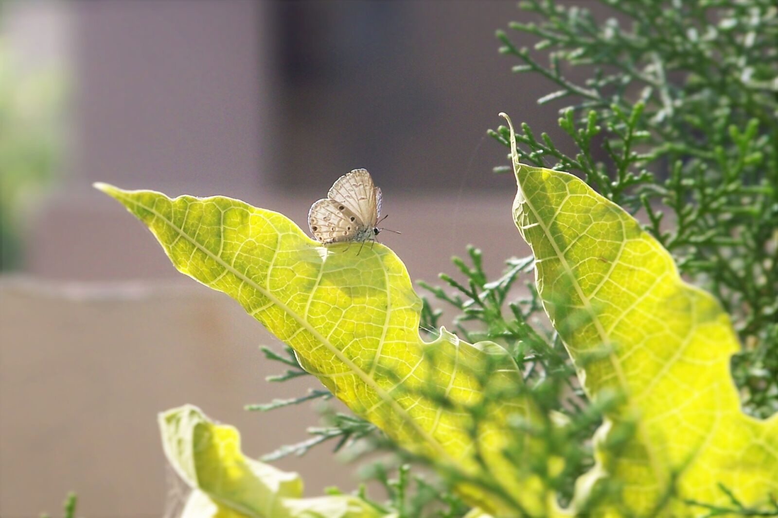 Kodak Z612 ZOOM DIGITAL CAMERA sample photo. Butterfly, on, a, leaf photography