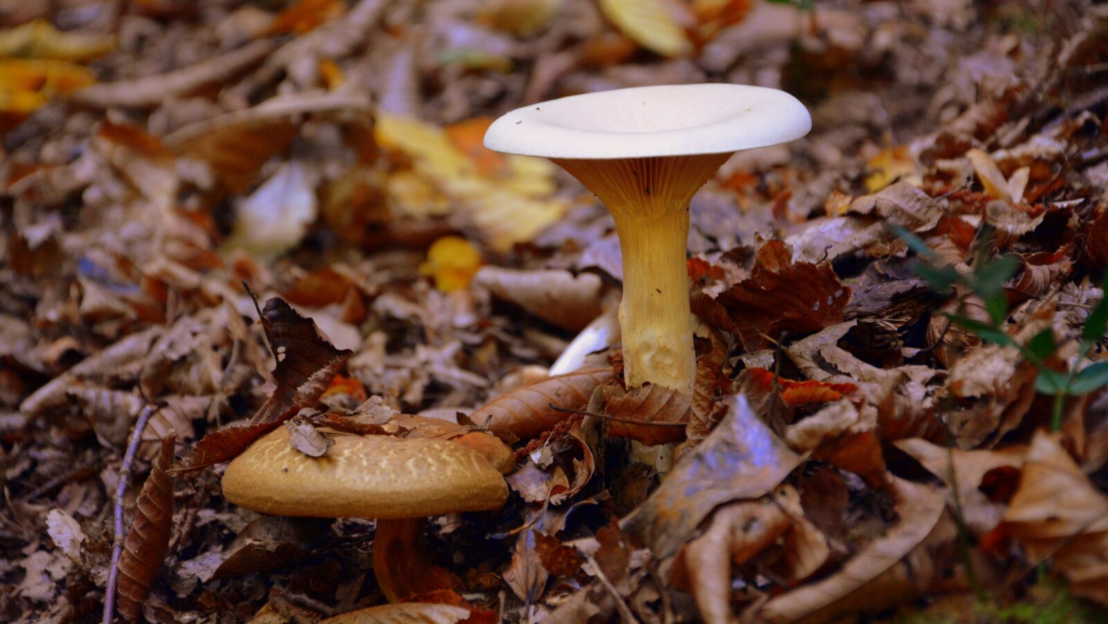 Nikon D7100 sample photo. Fungus, forest, leaves photography